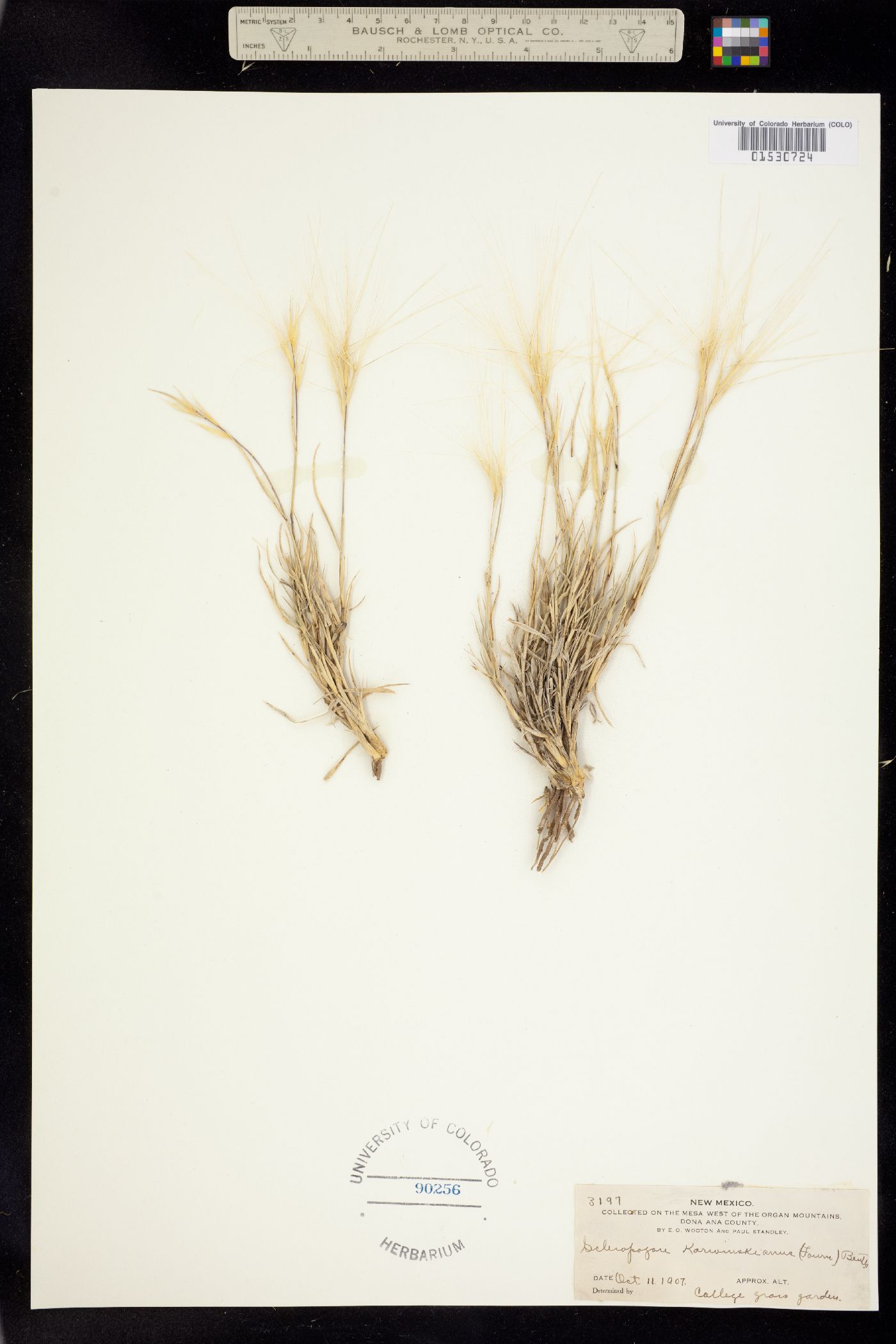 Scleropogon brevifolius image