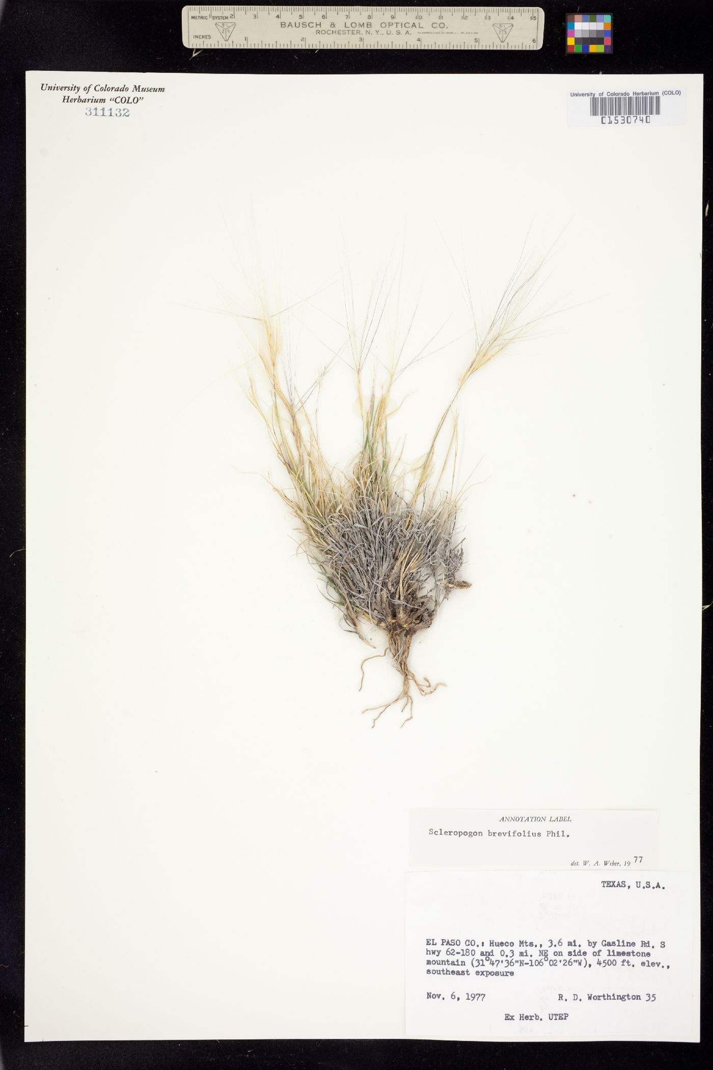 Scleropogon brevifolius image