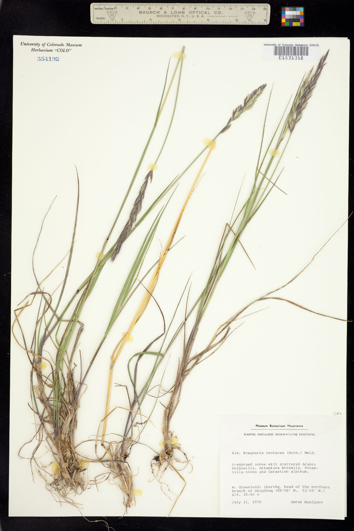 Elymus violaceus image