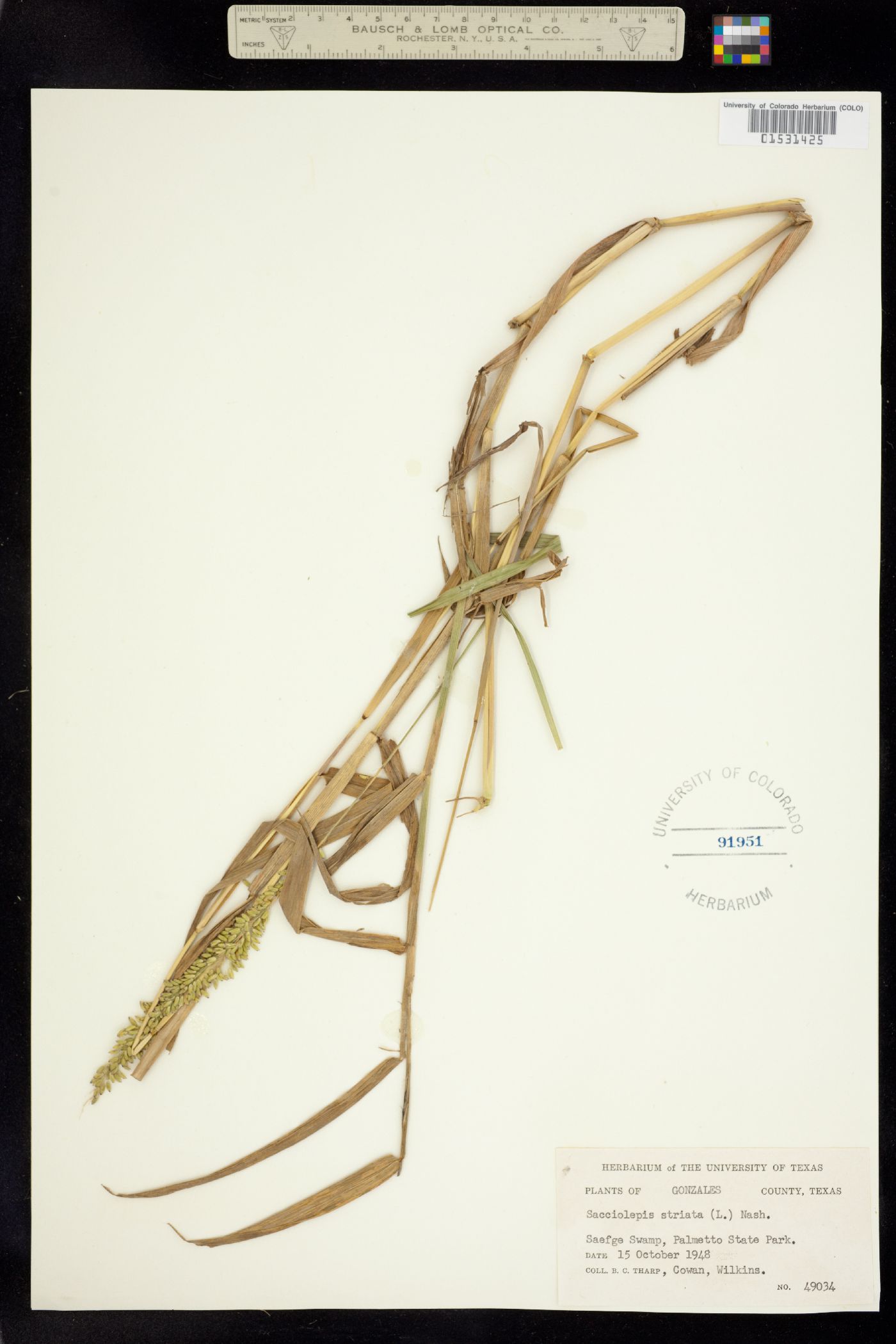 Sacciolepis striata image