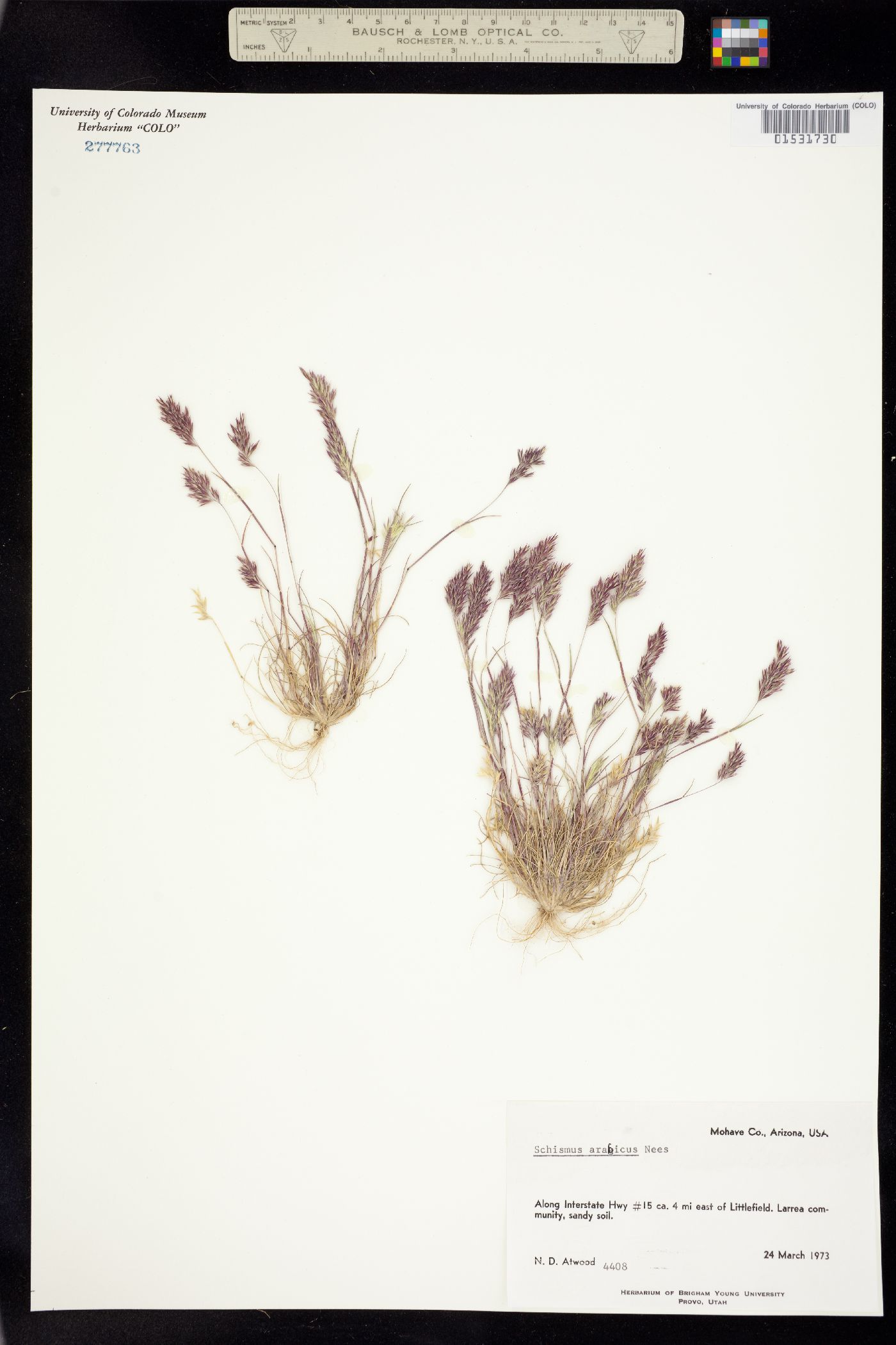 Schismus arabicus image