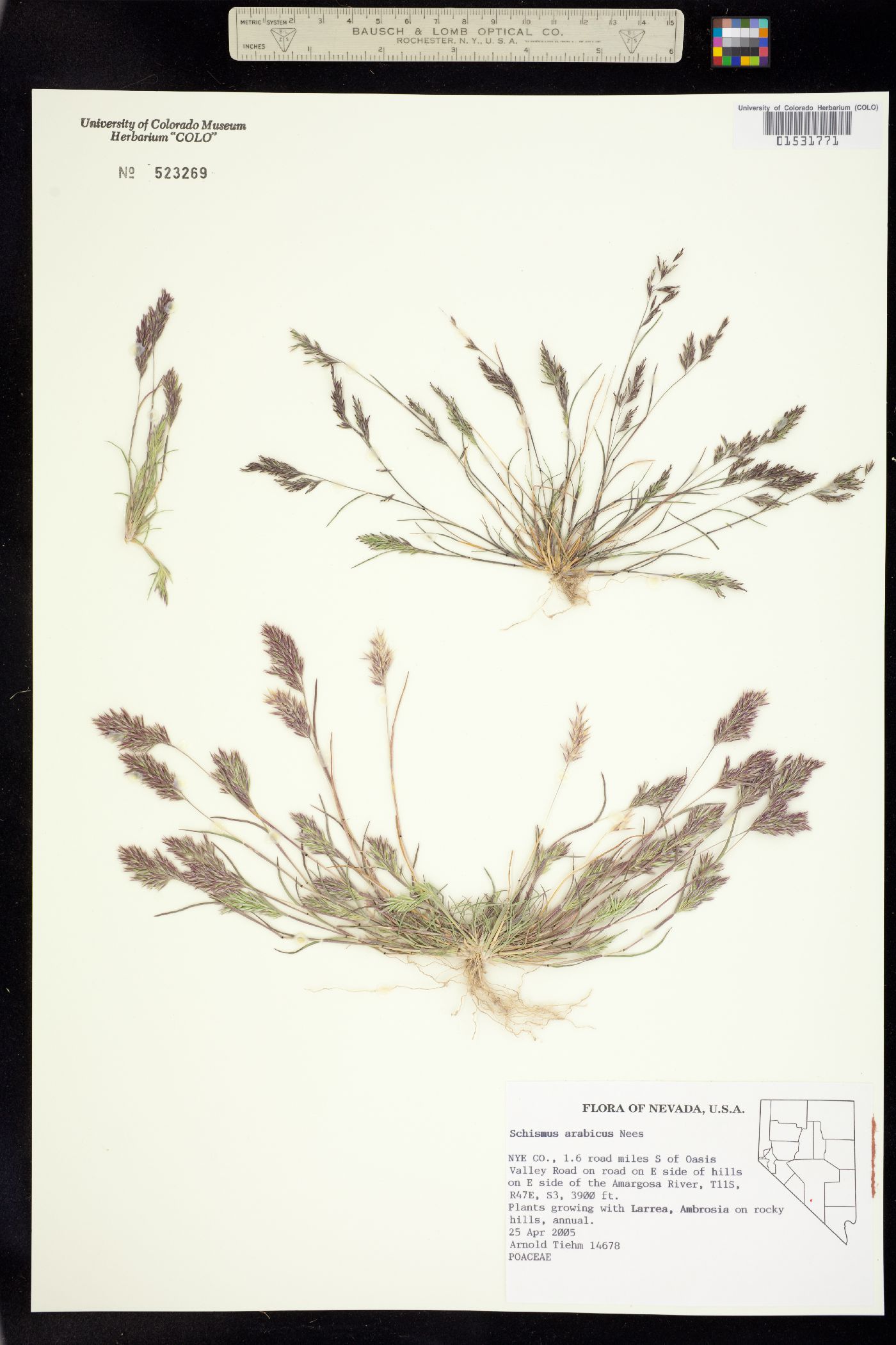 Schismus arabicus image