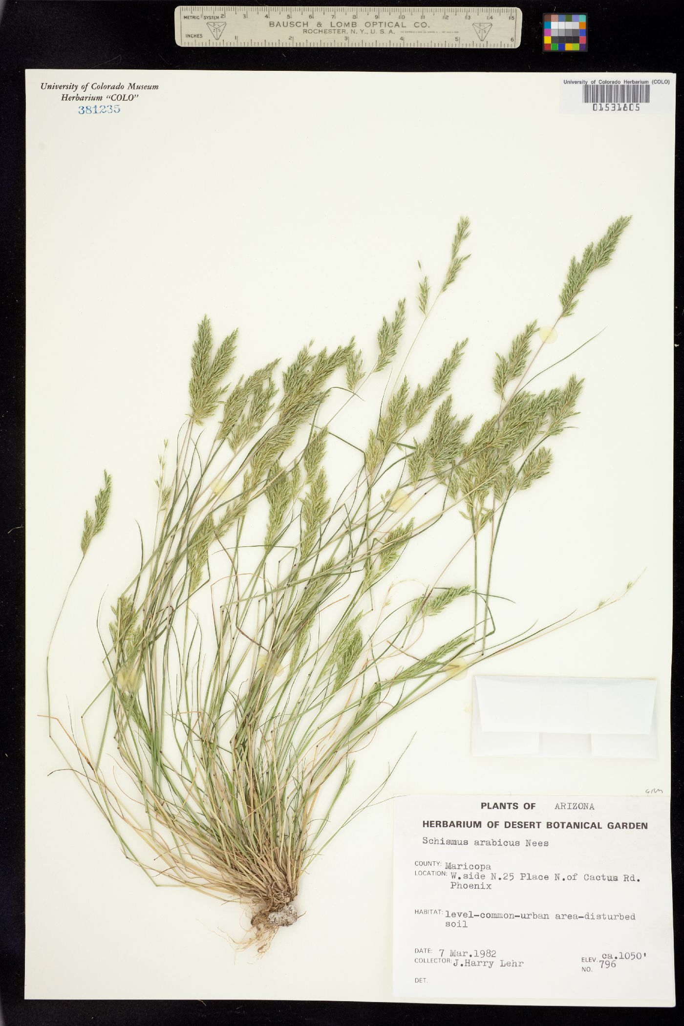 Schismus arabicus image