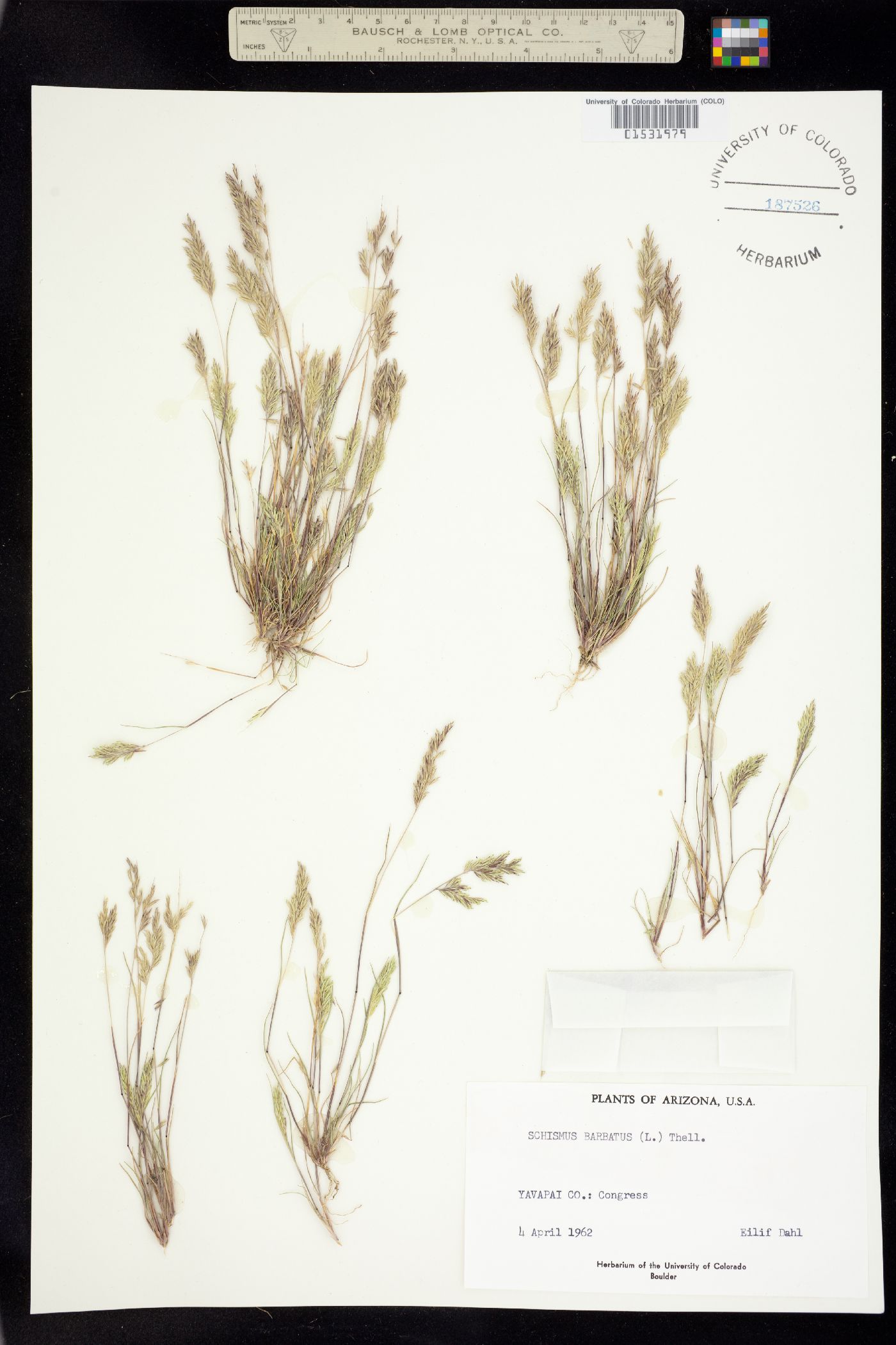 Schismus barbatus image