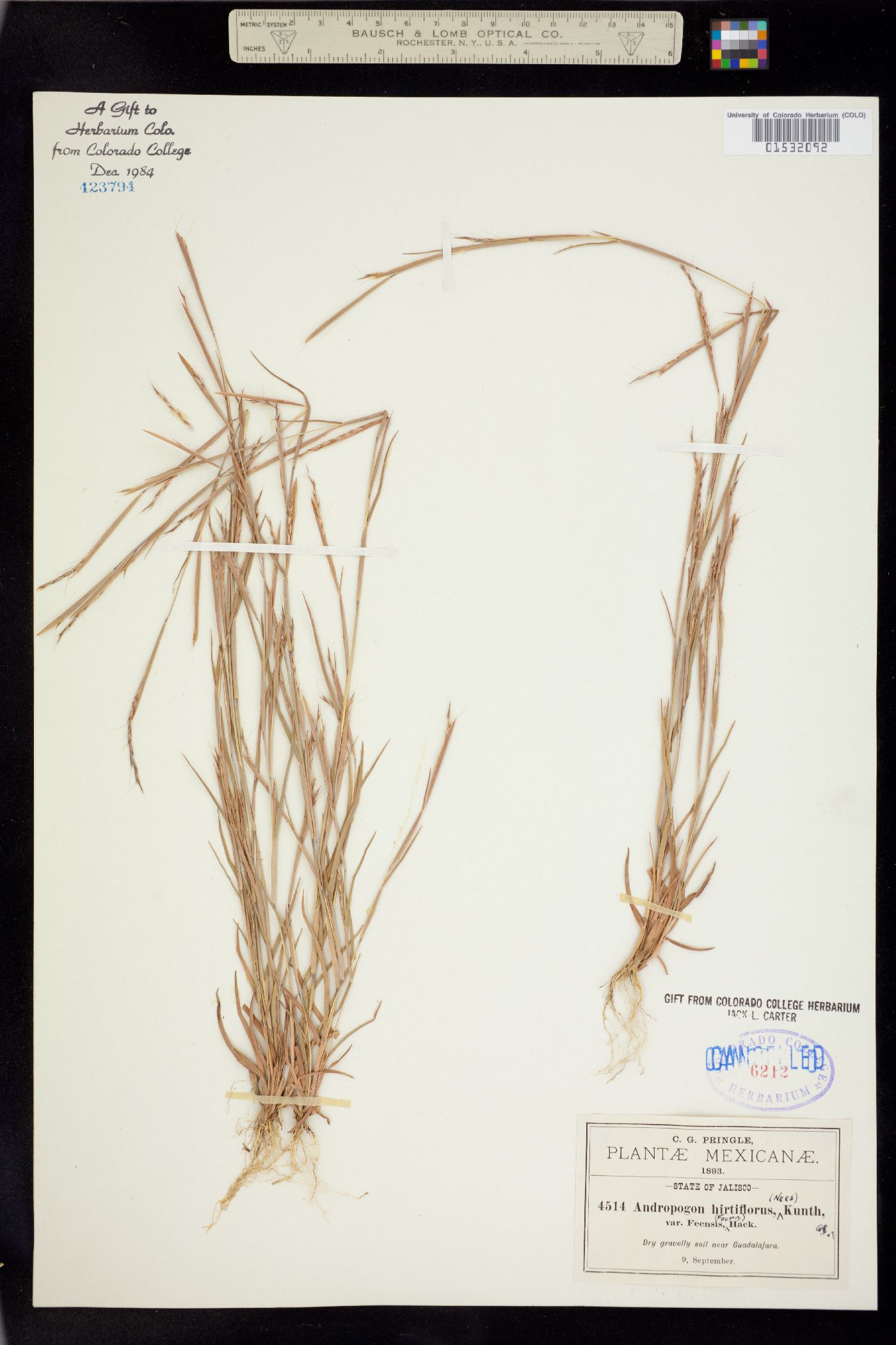 Schizachyrium sanguineum image