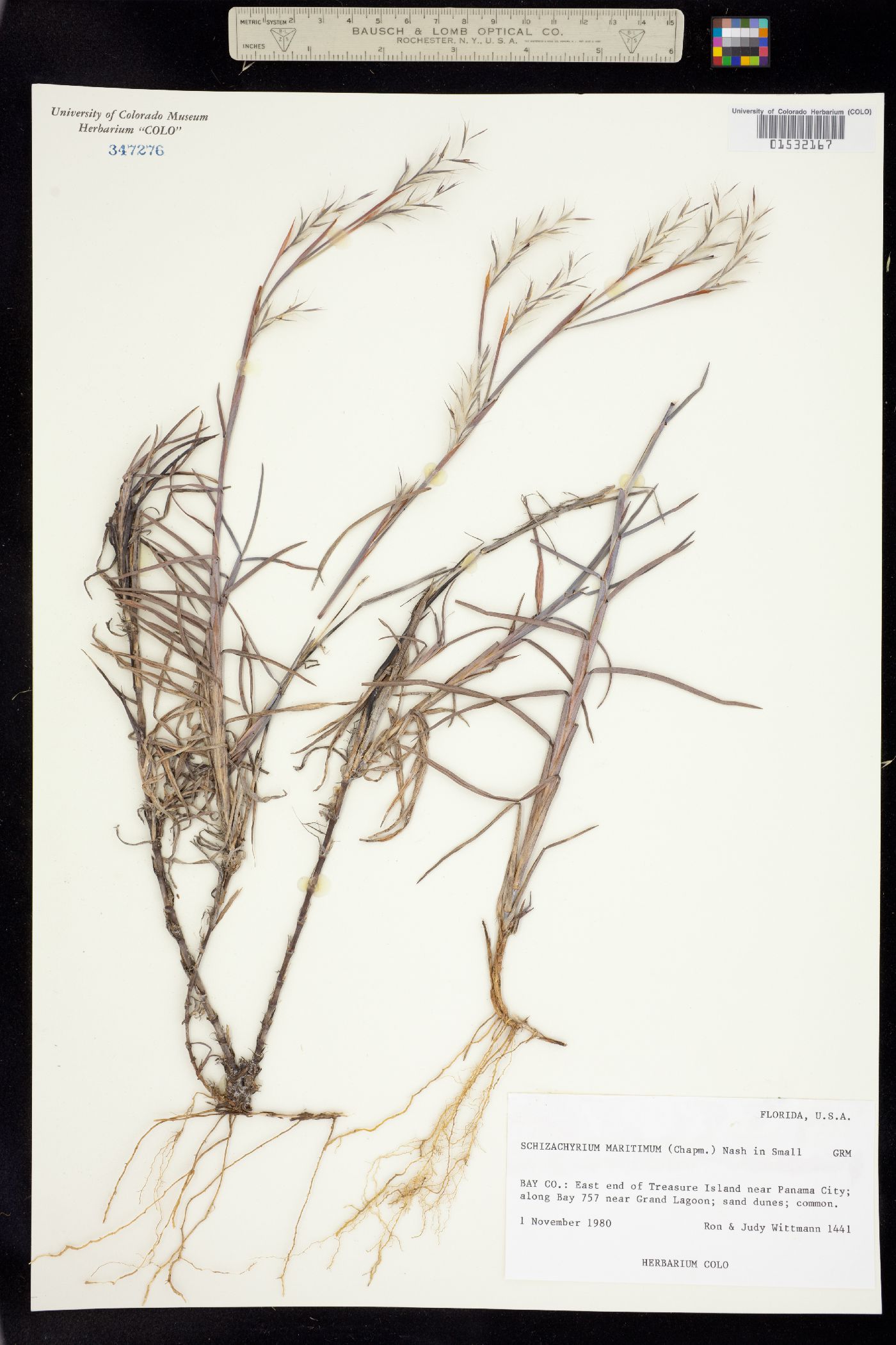 Schizachyrium maritimum image