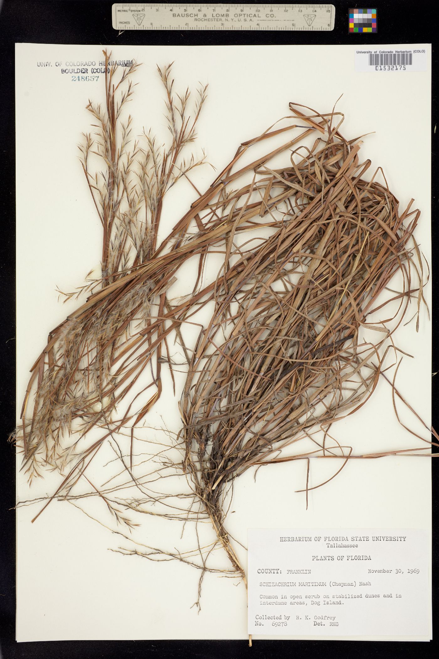 Schizachyrium maritimum image