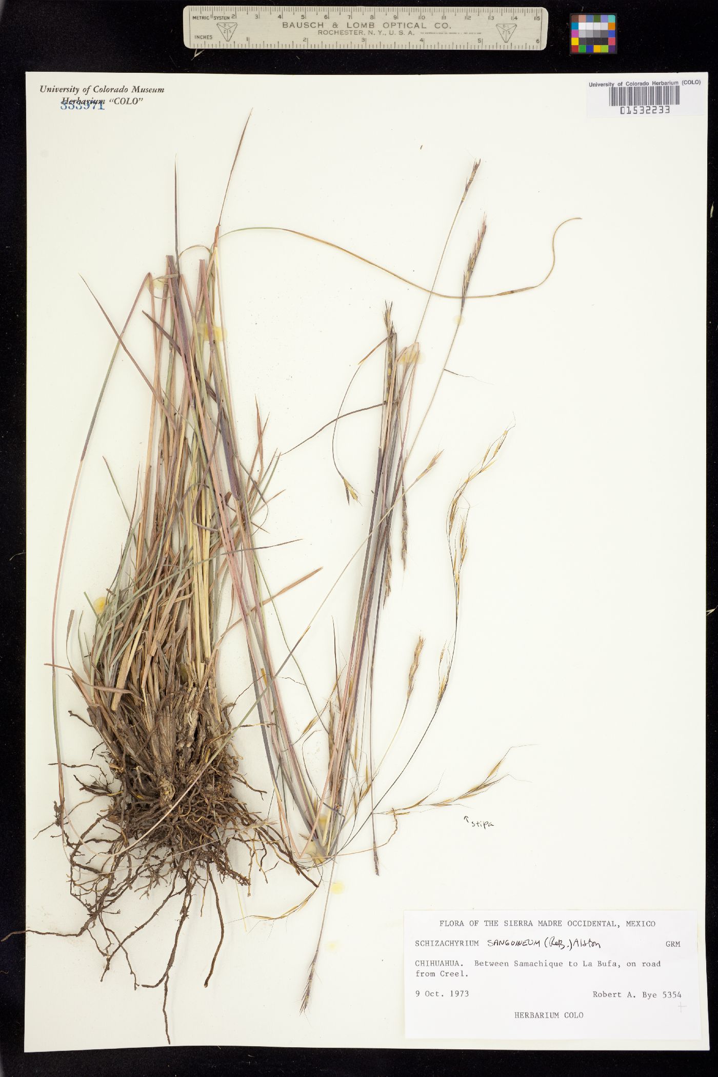 Schizachyrium sanguineum image