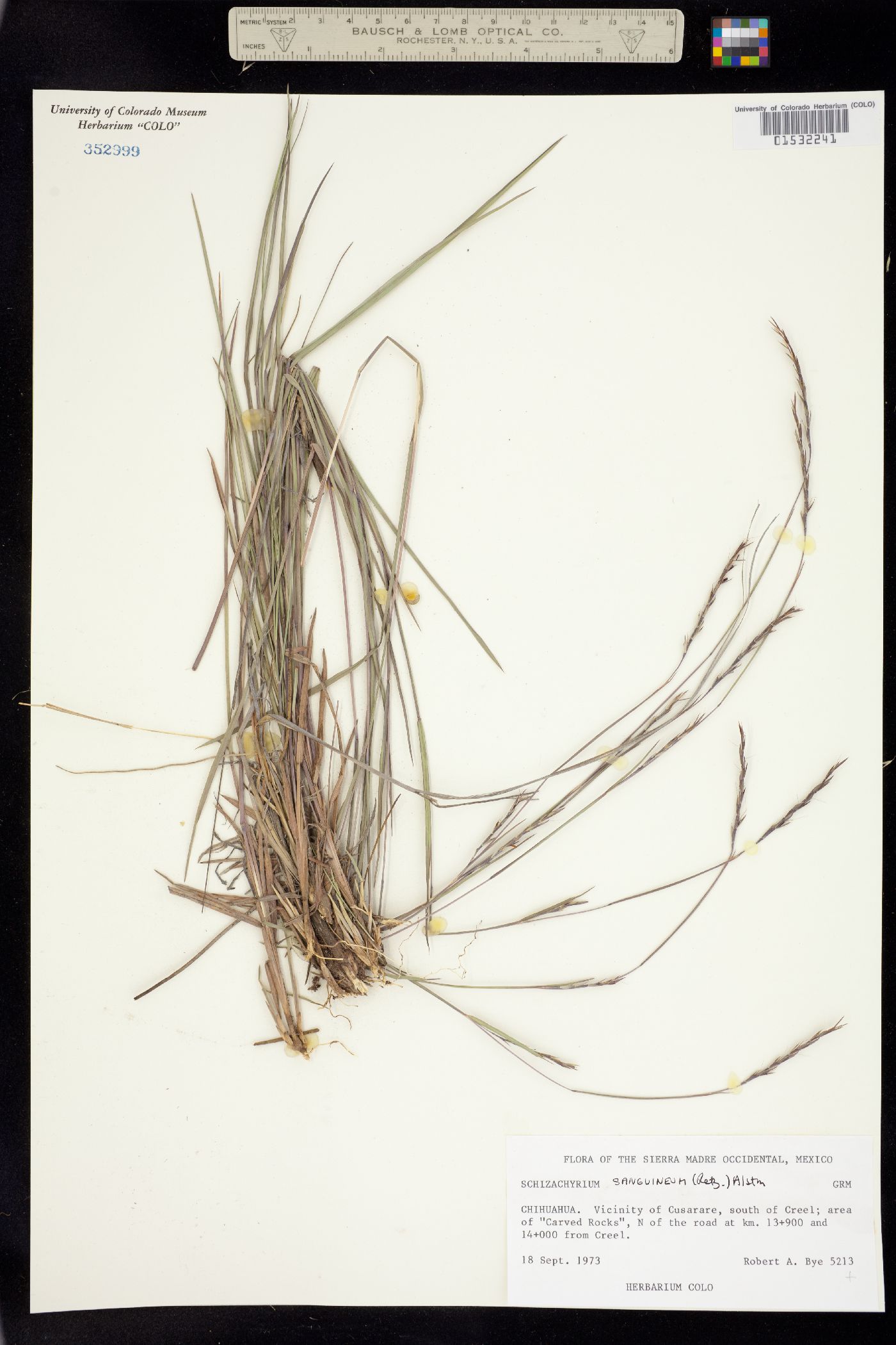 Schizachyrium sanguineum image