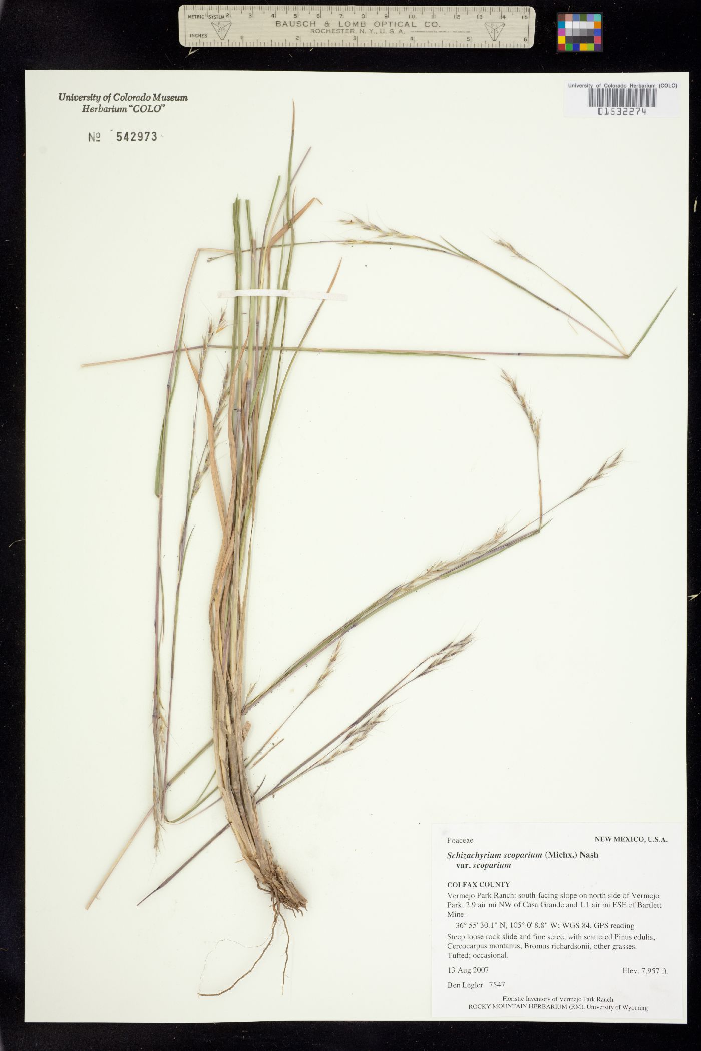 Schizachyrium scoparium image