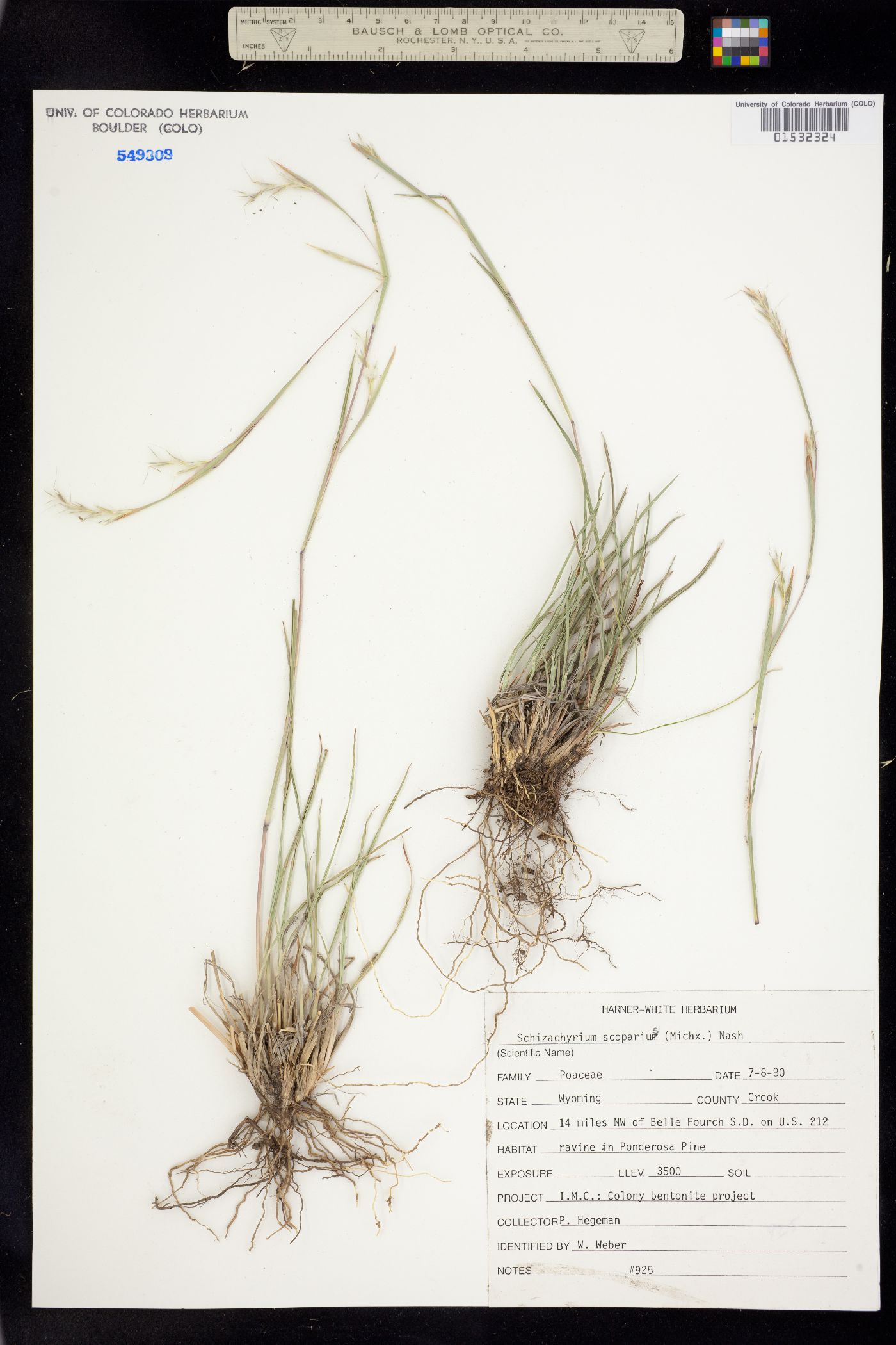Schizachyrium image