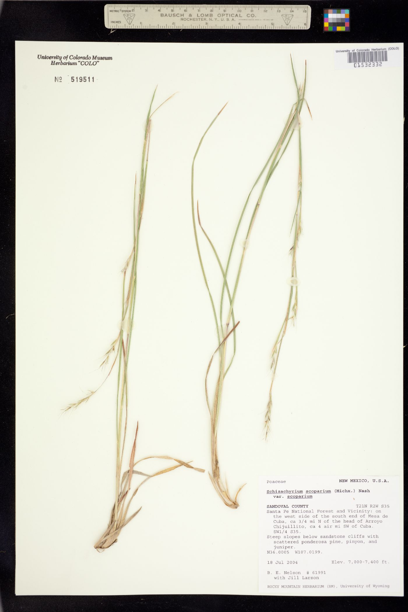 Schizachyrium image