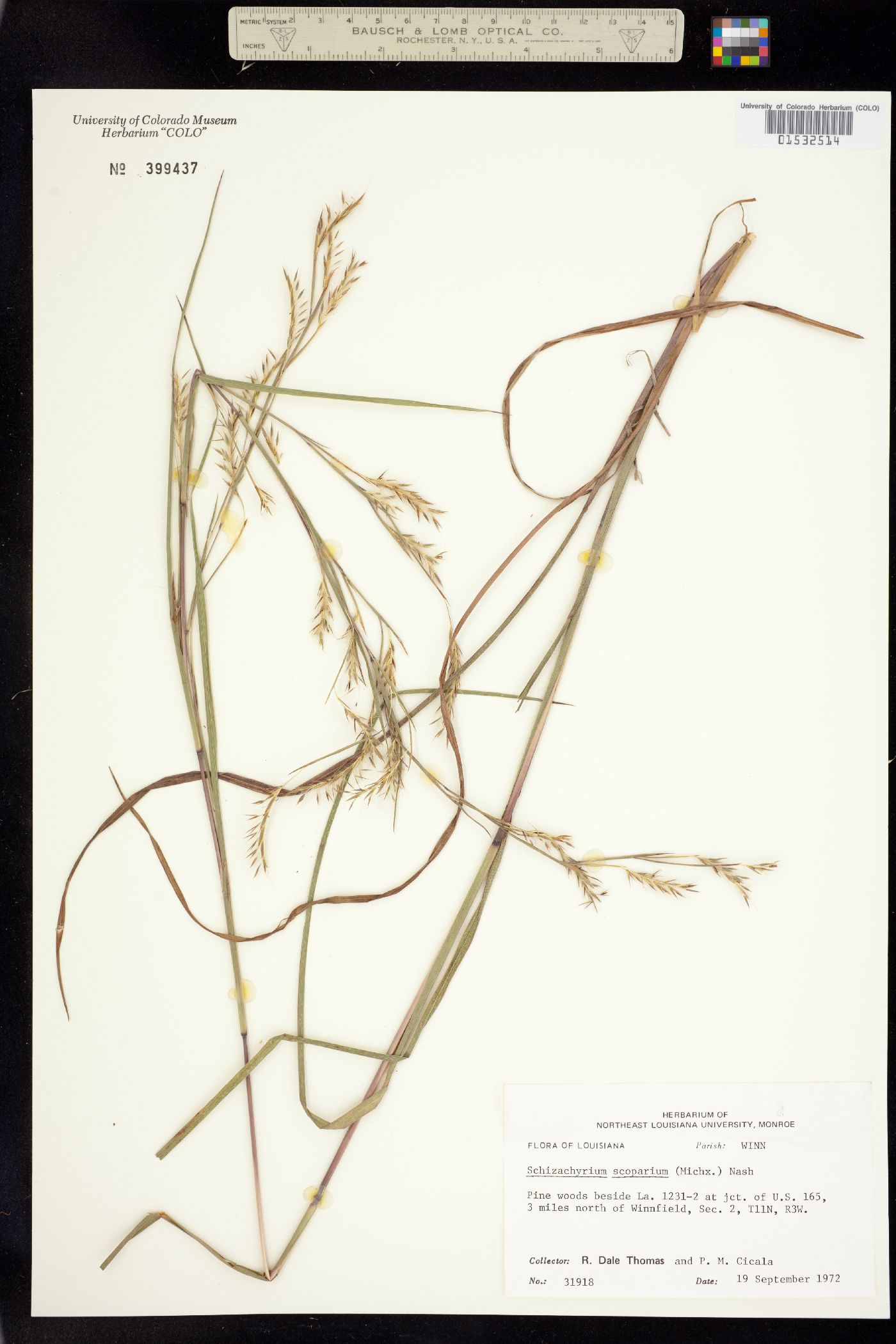 Schizachyrium scoparium image