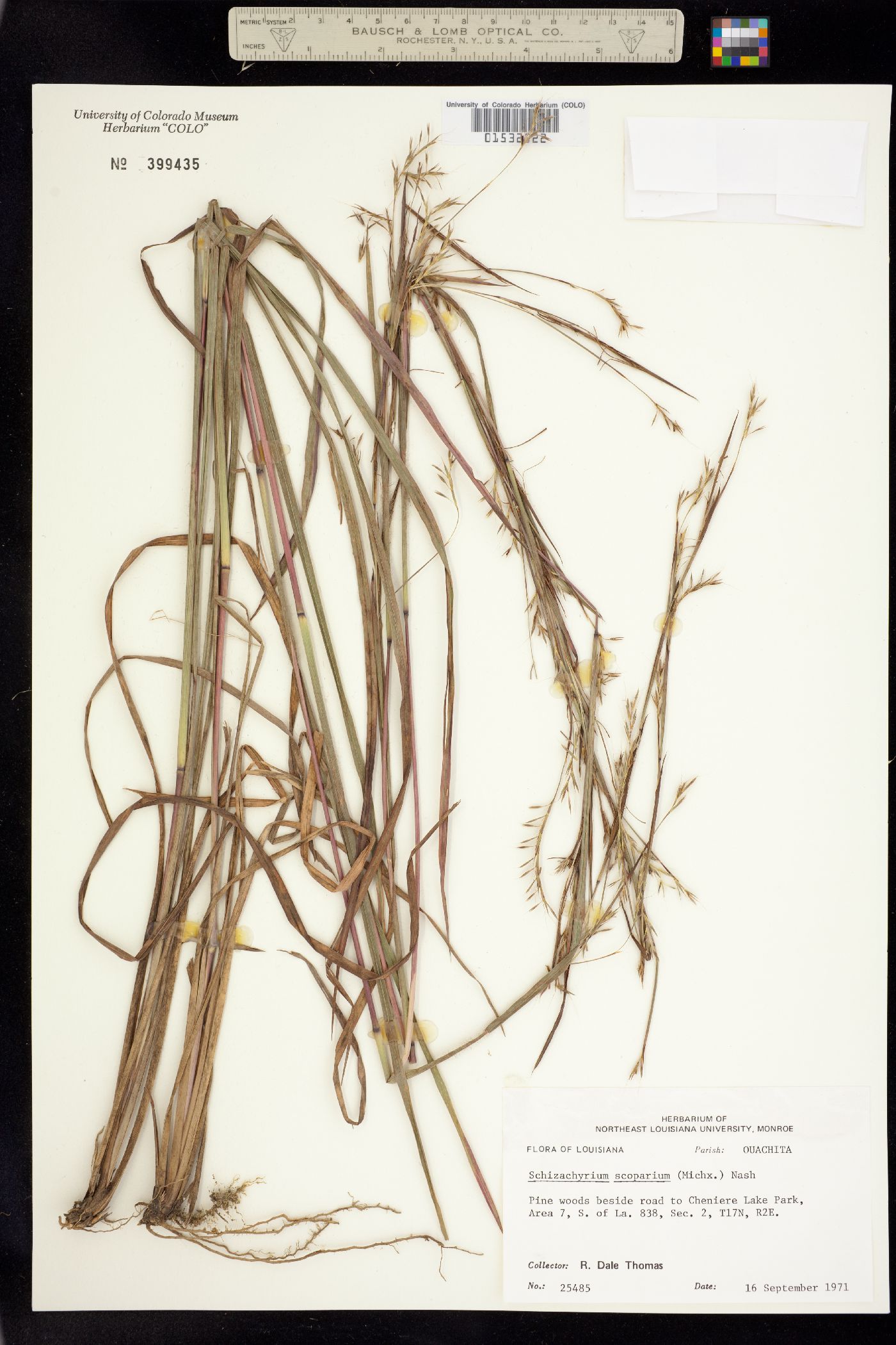 Schizachyrium image