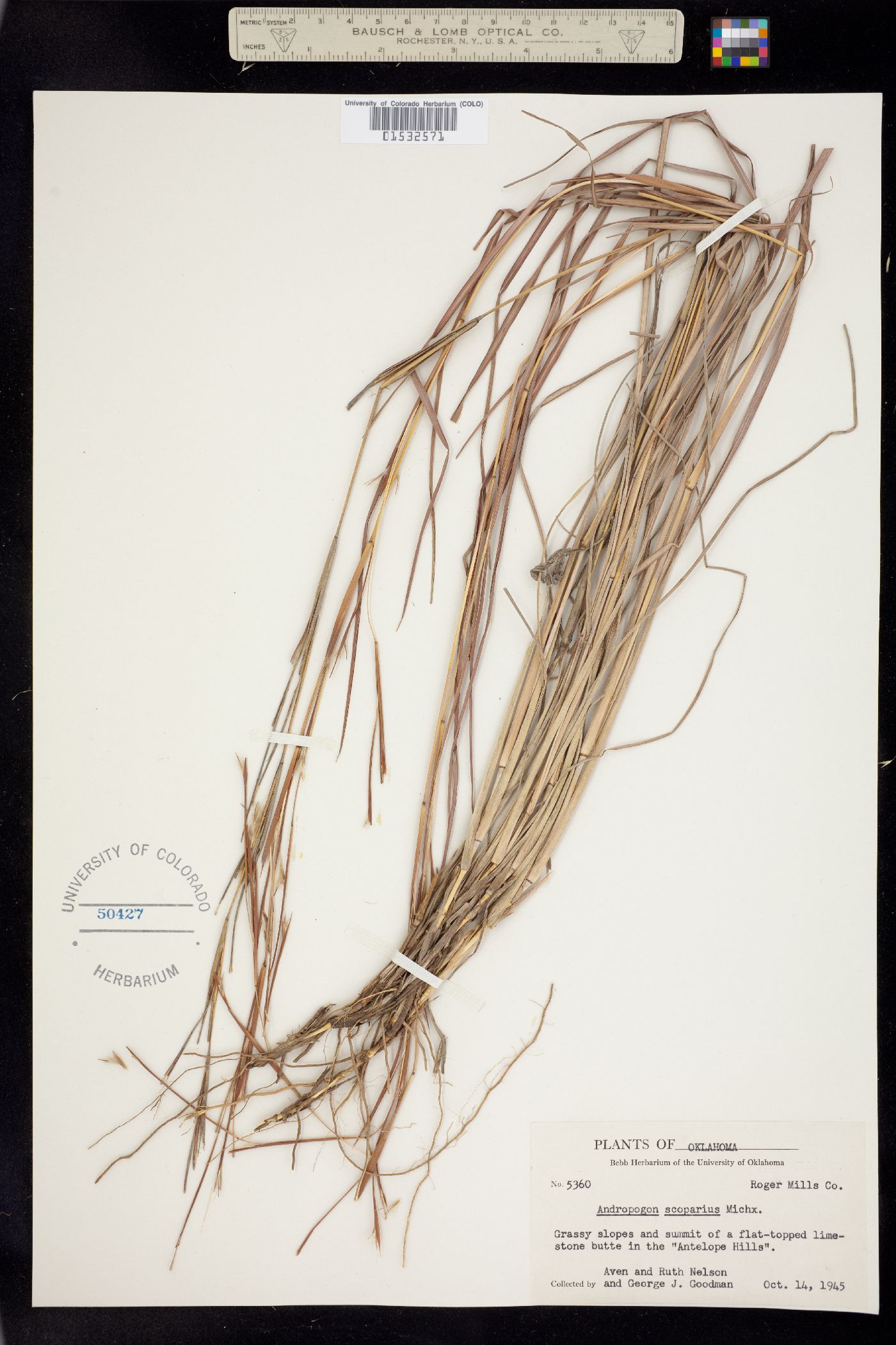 Schizachyrium scoparium image