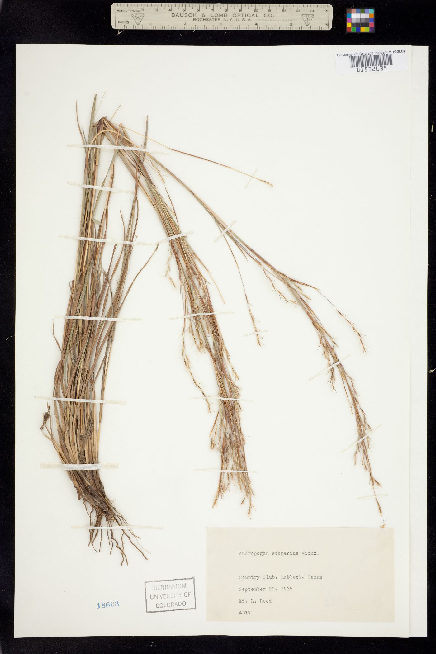 Schizachyrium scoparium image