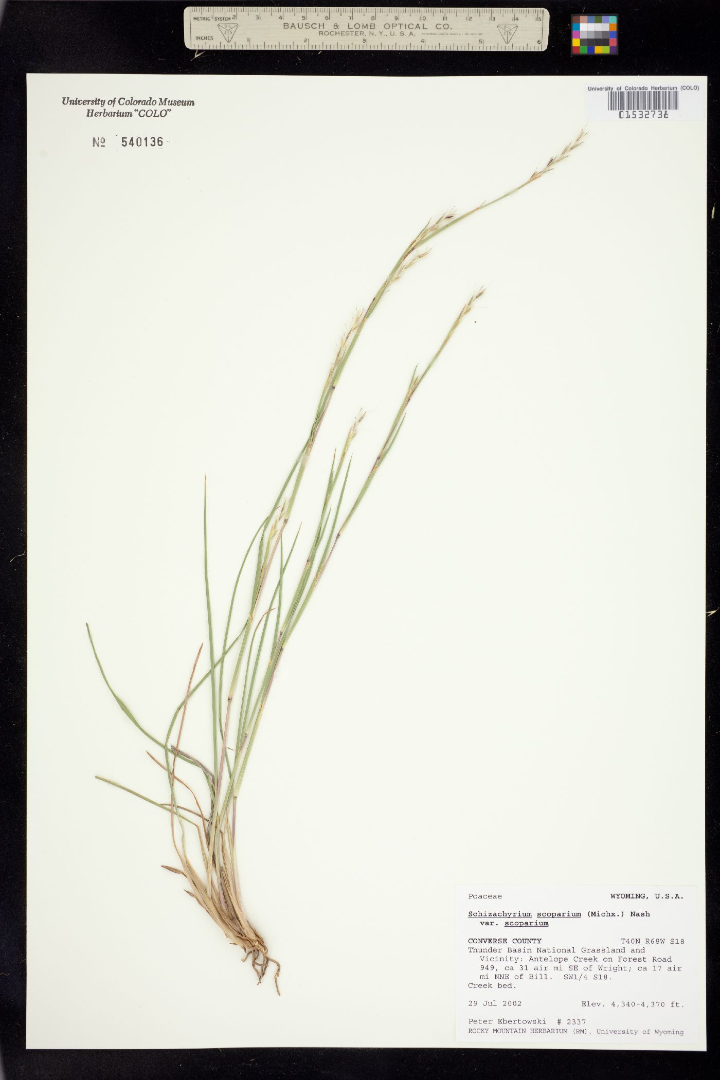 Schizachyrium scoparium image