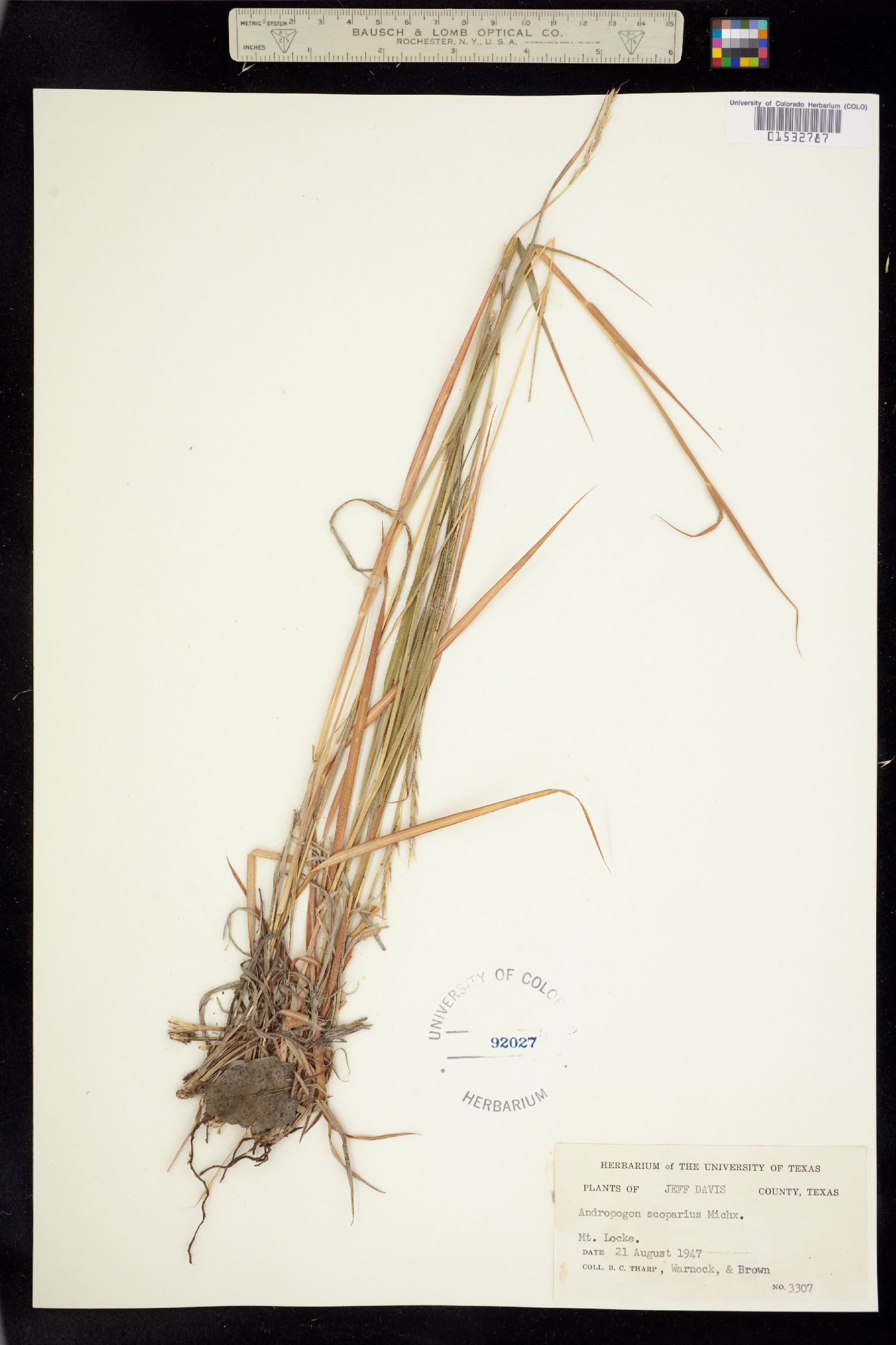 Andropogon scoparius image