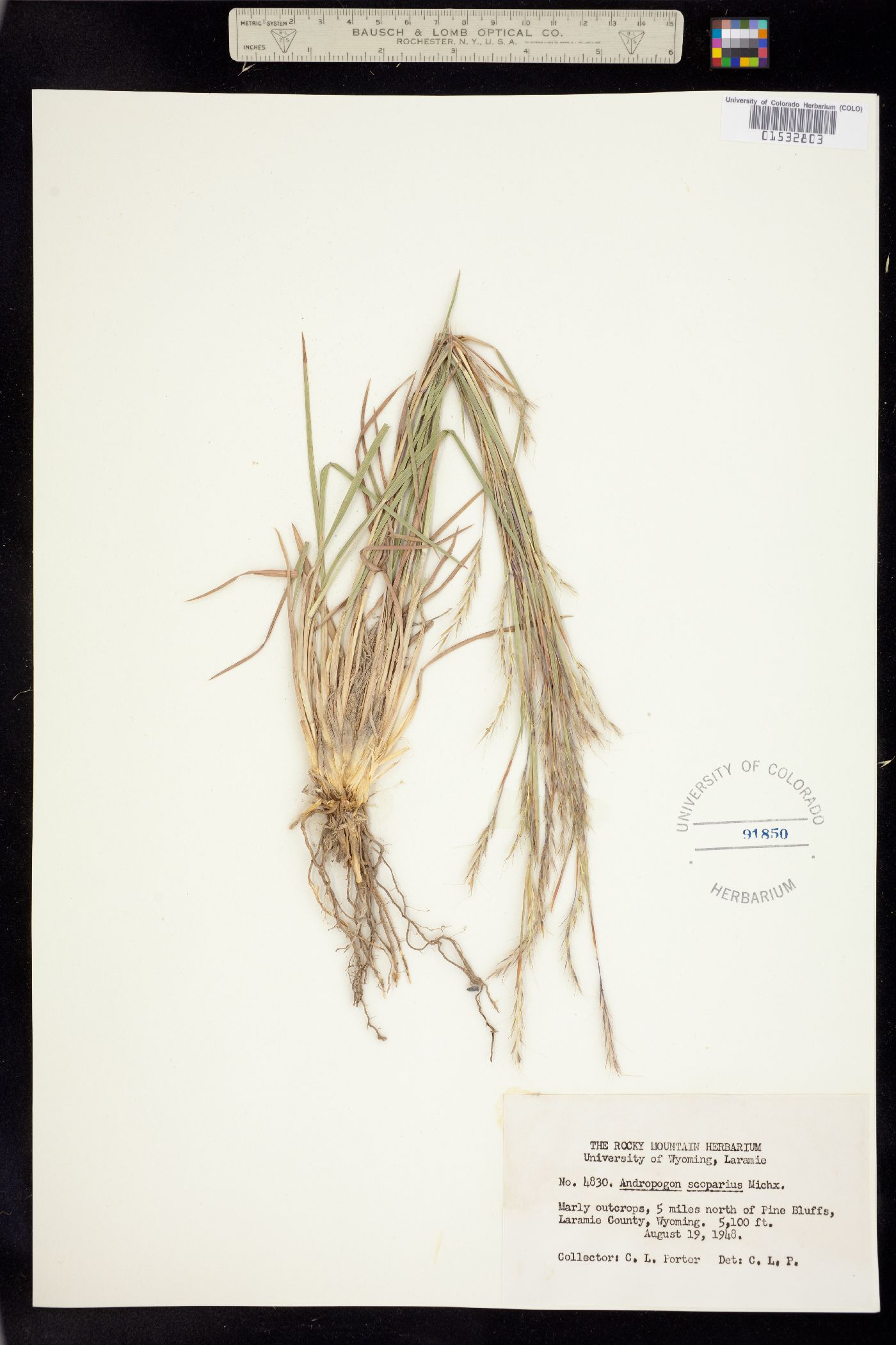 Schizachyrium scoparium image