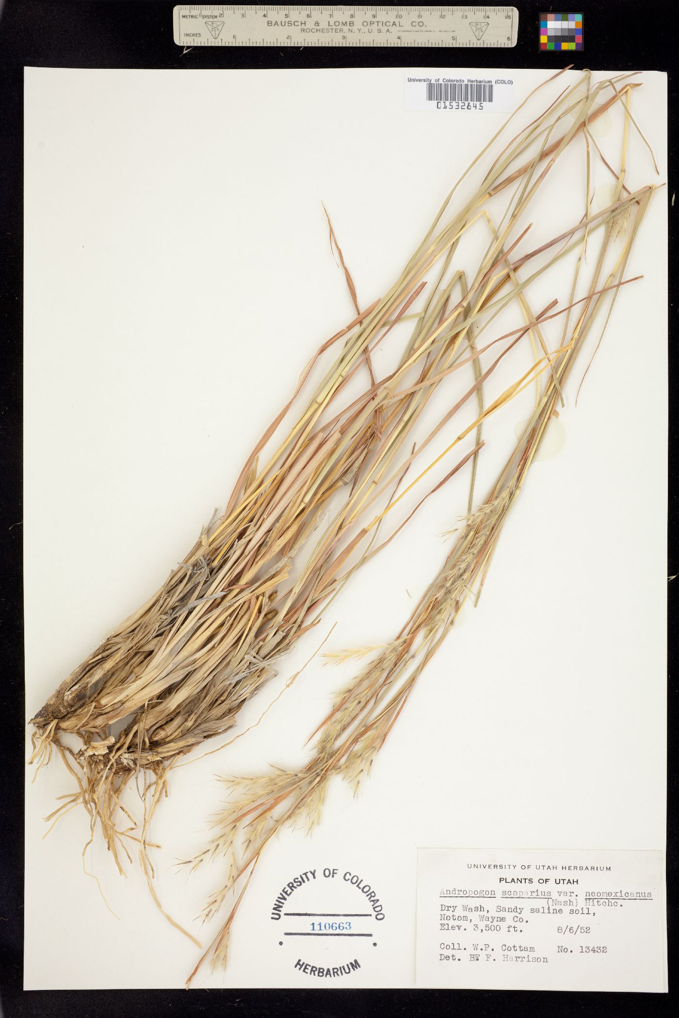 Schizachyrium scoparium image