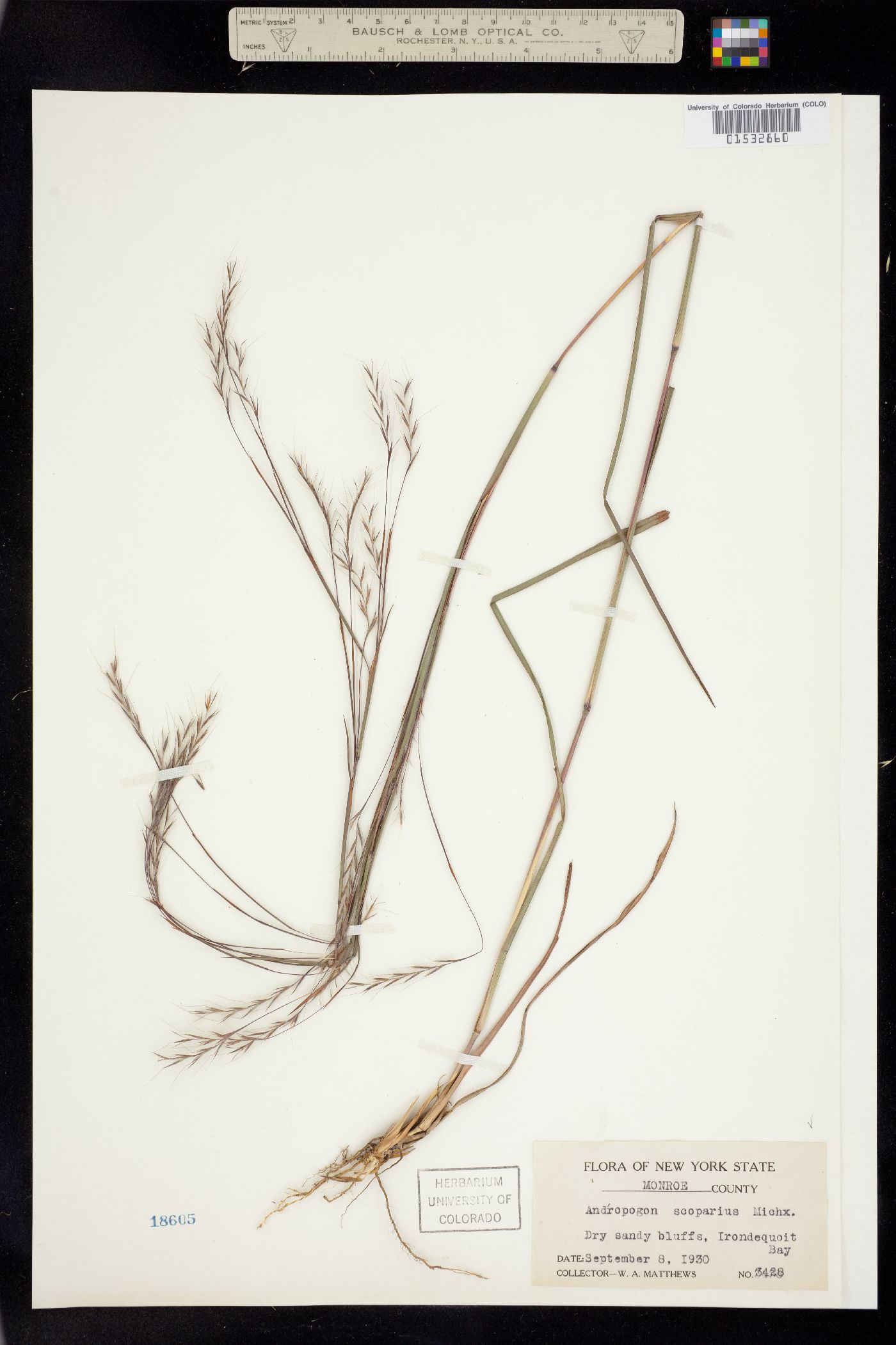 Schizachyrium scoparium image