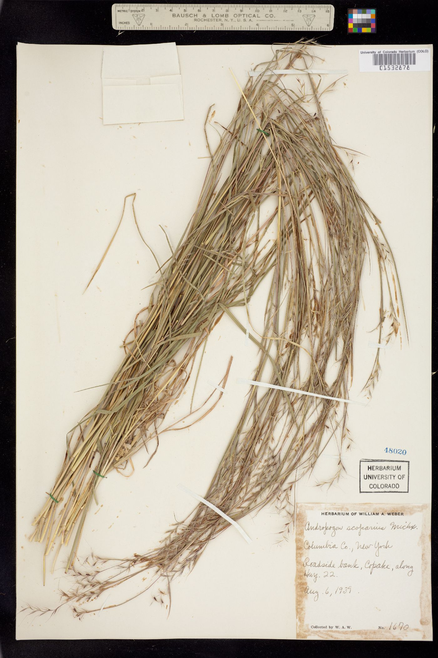 Schizachyrium scoparium image