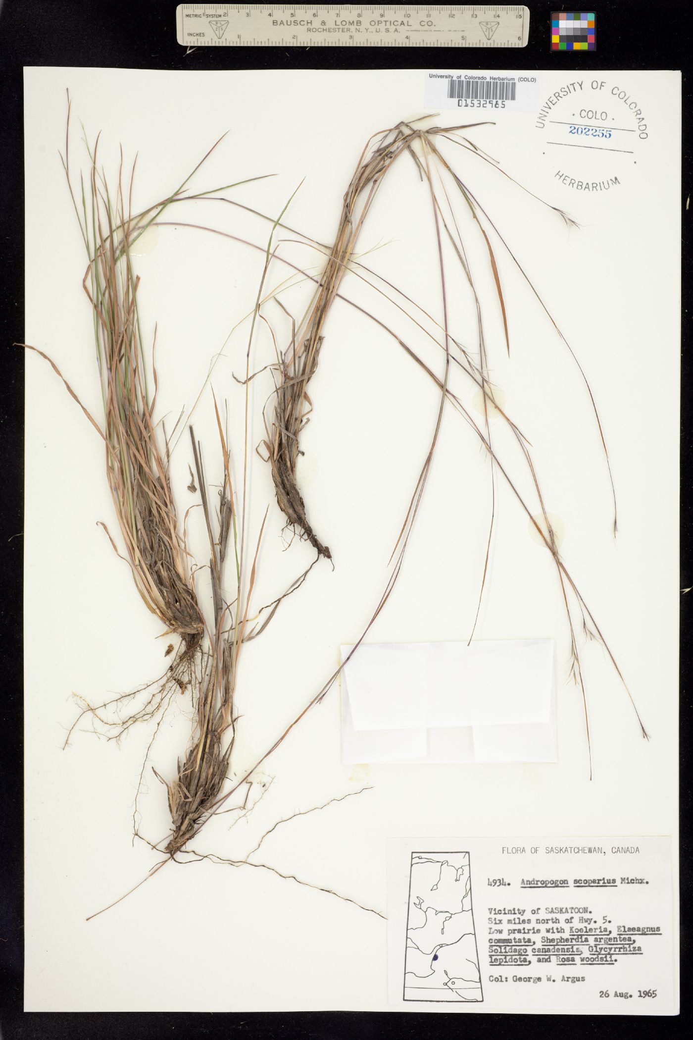 Schizachyrium scoparium image