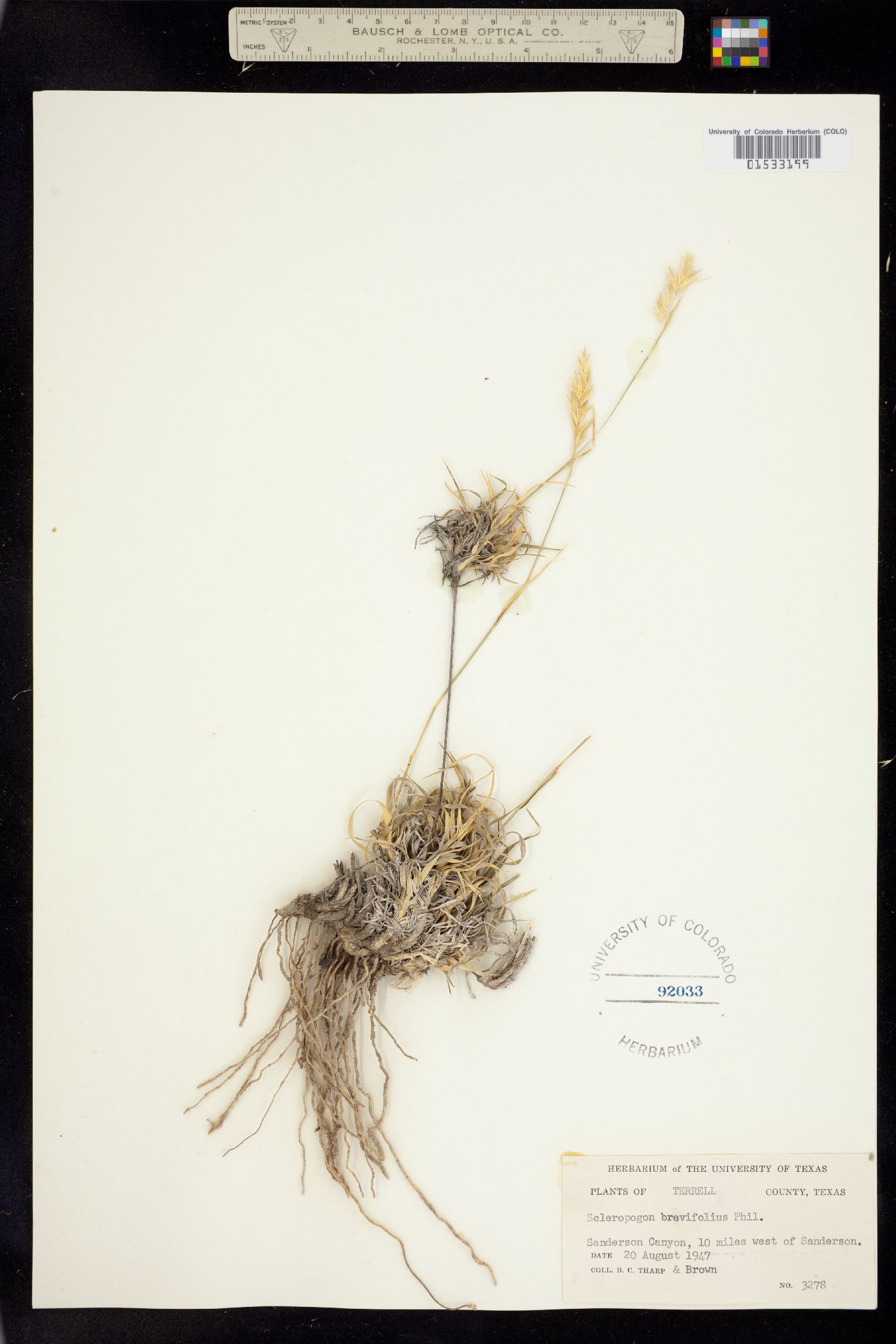 Scleropogon brevifolius image