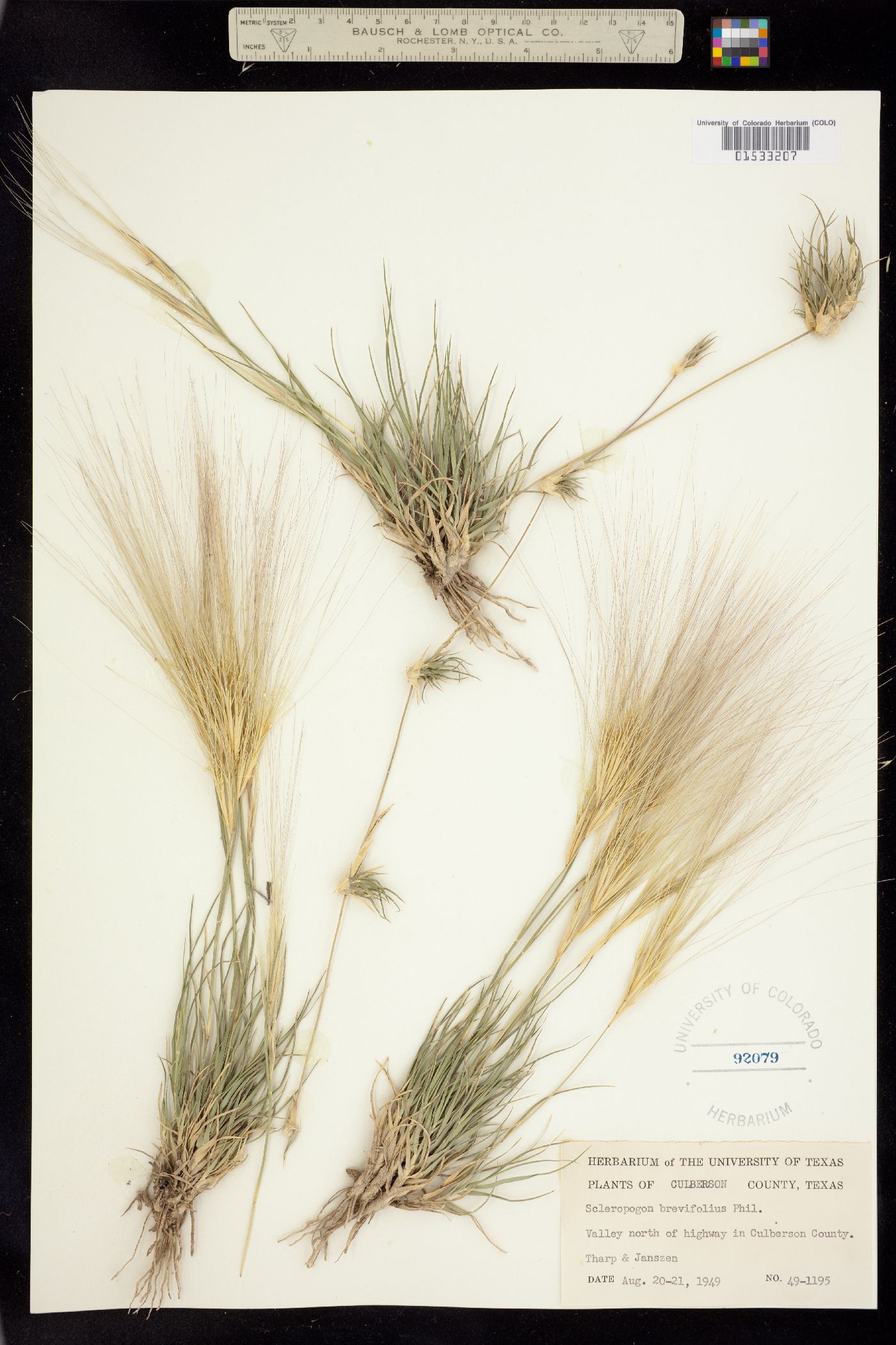 Scleropogon brevifolius image