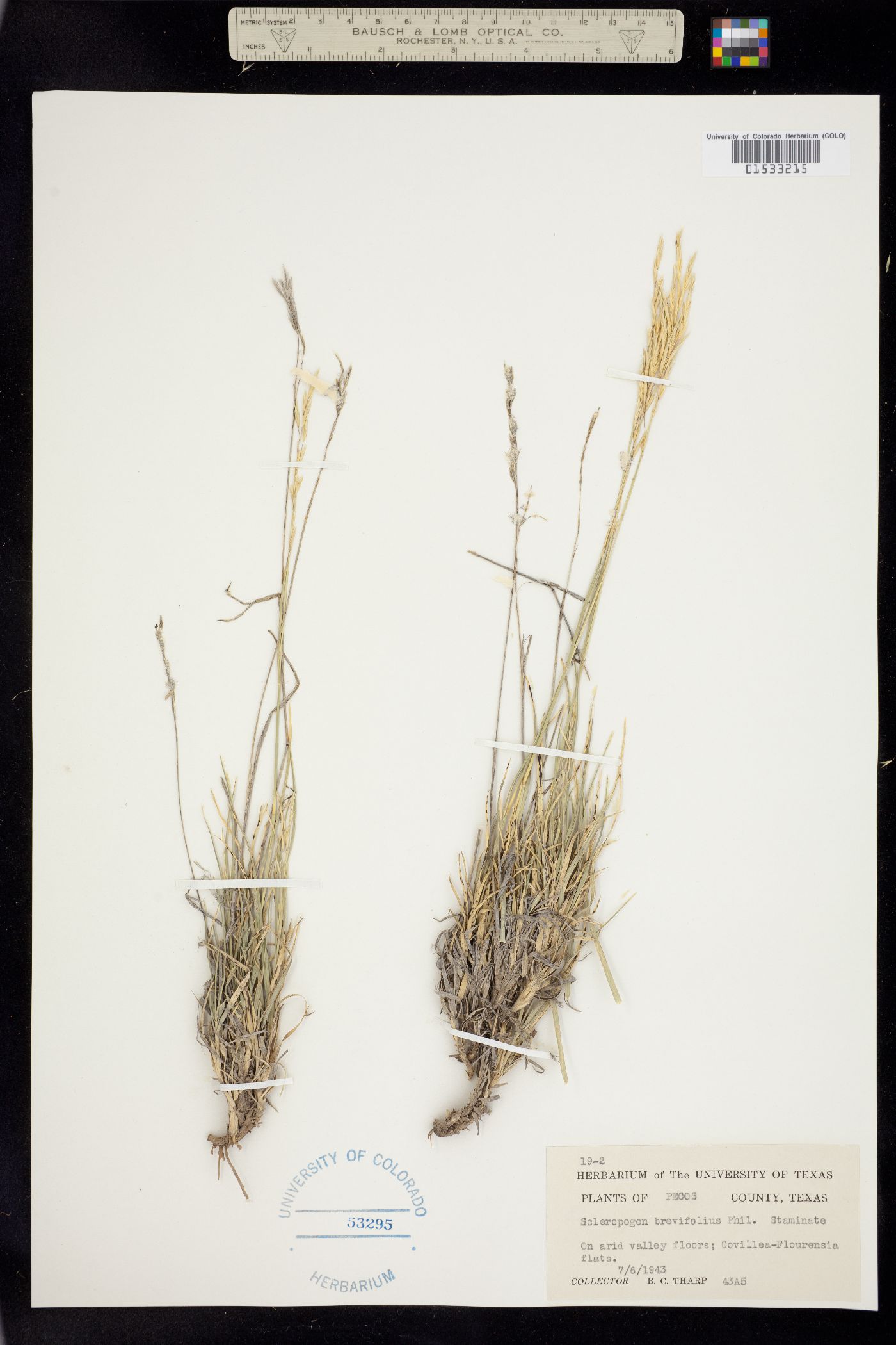 Scleropogon brevifolius image