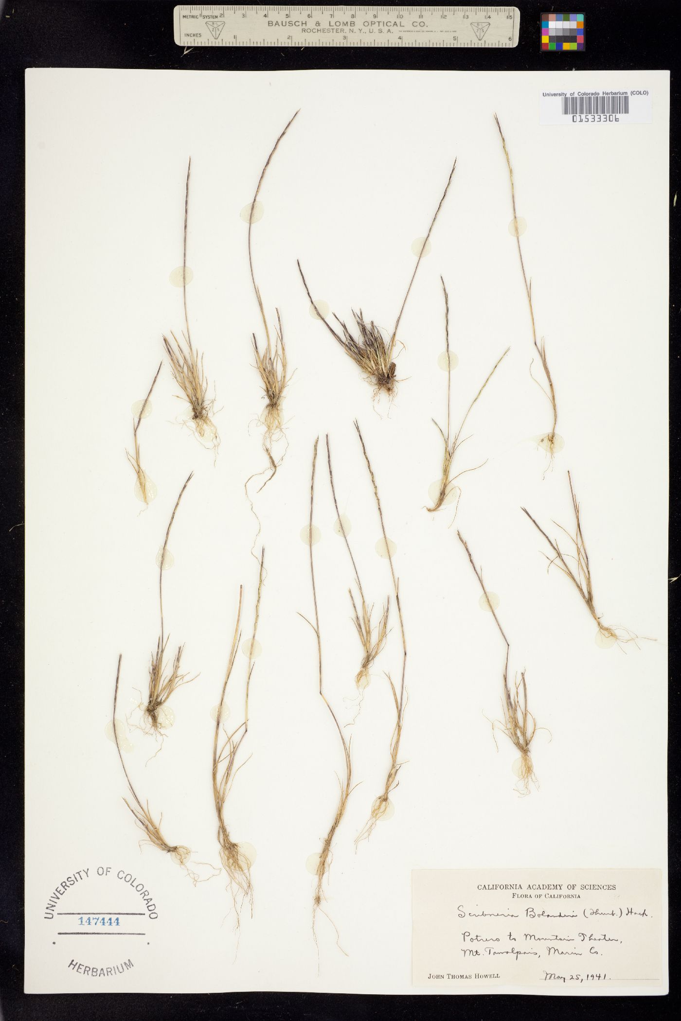 Scribneria bolanderi image