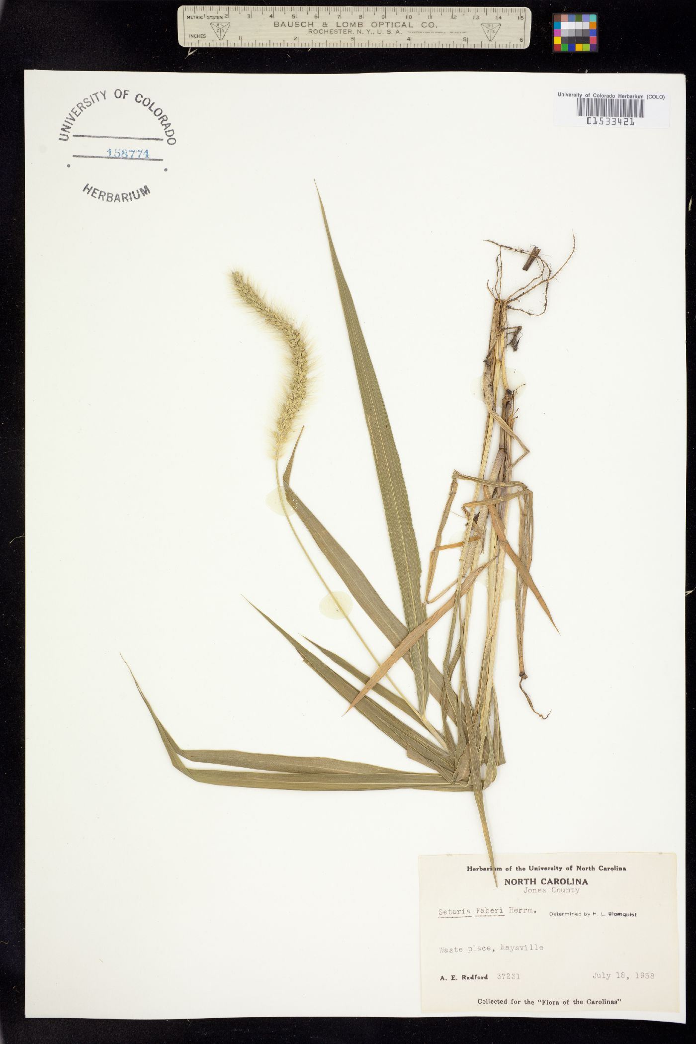Setaria faberi image