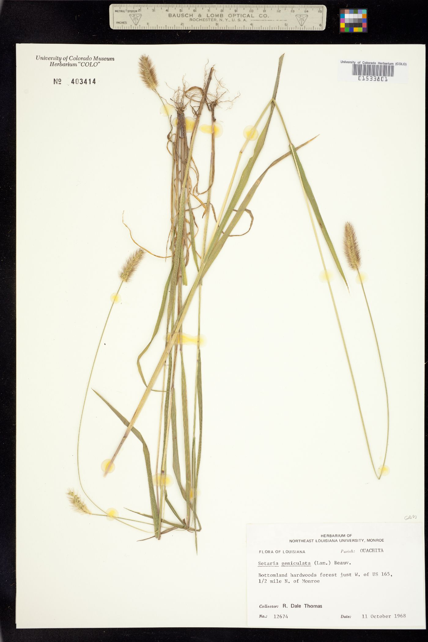 Setaria parviflora image