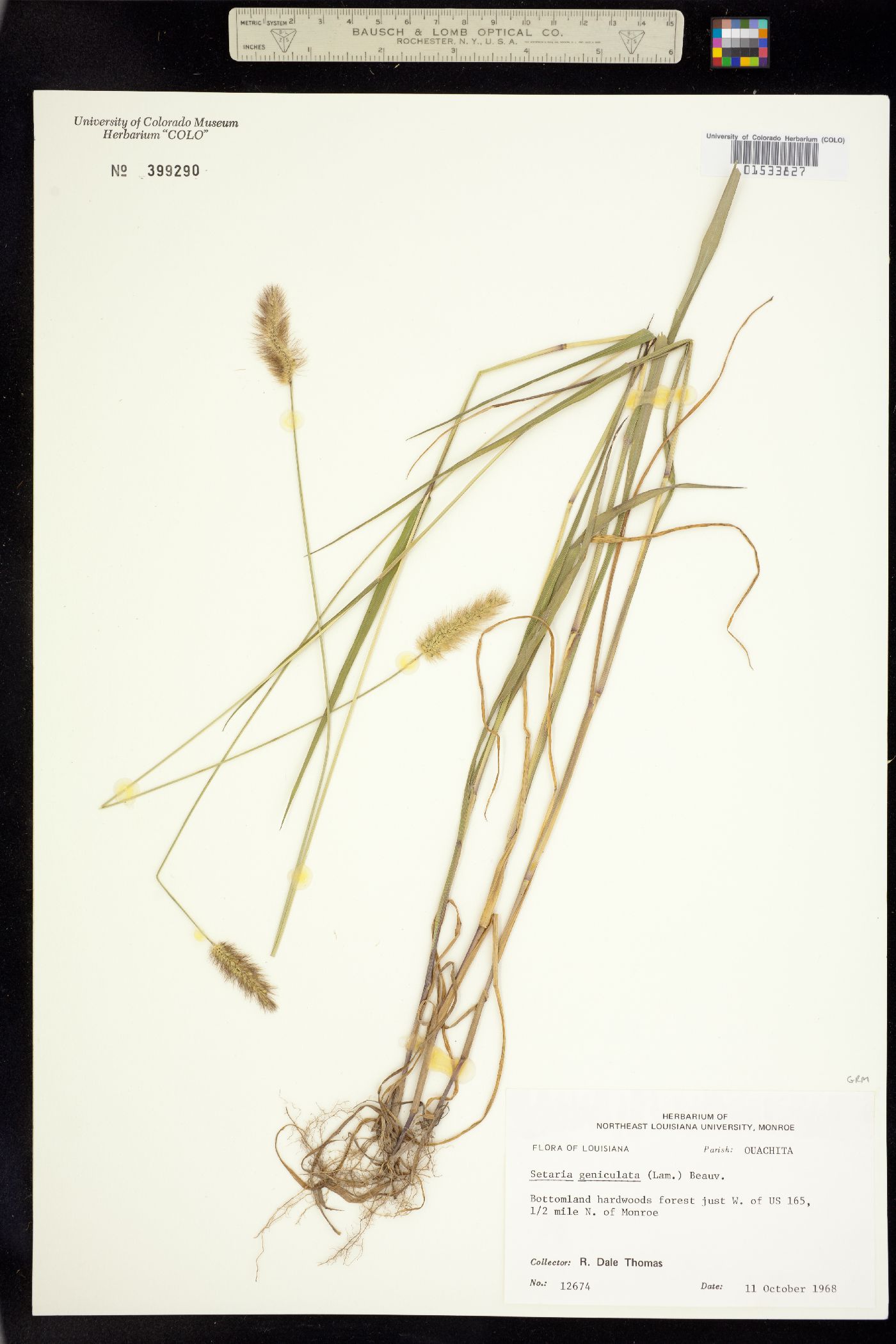 Setaria parviflora image