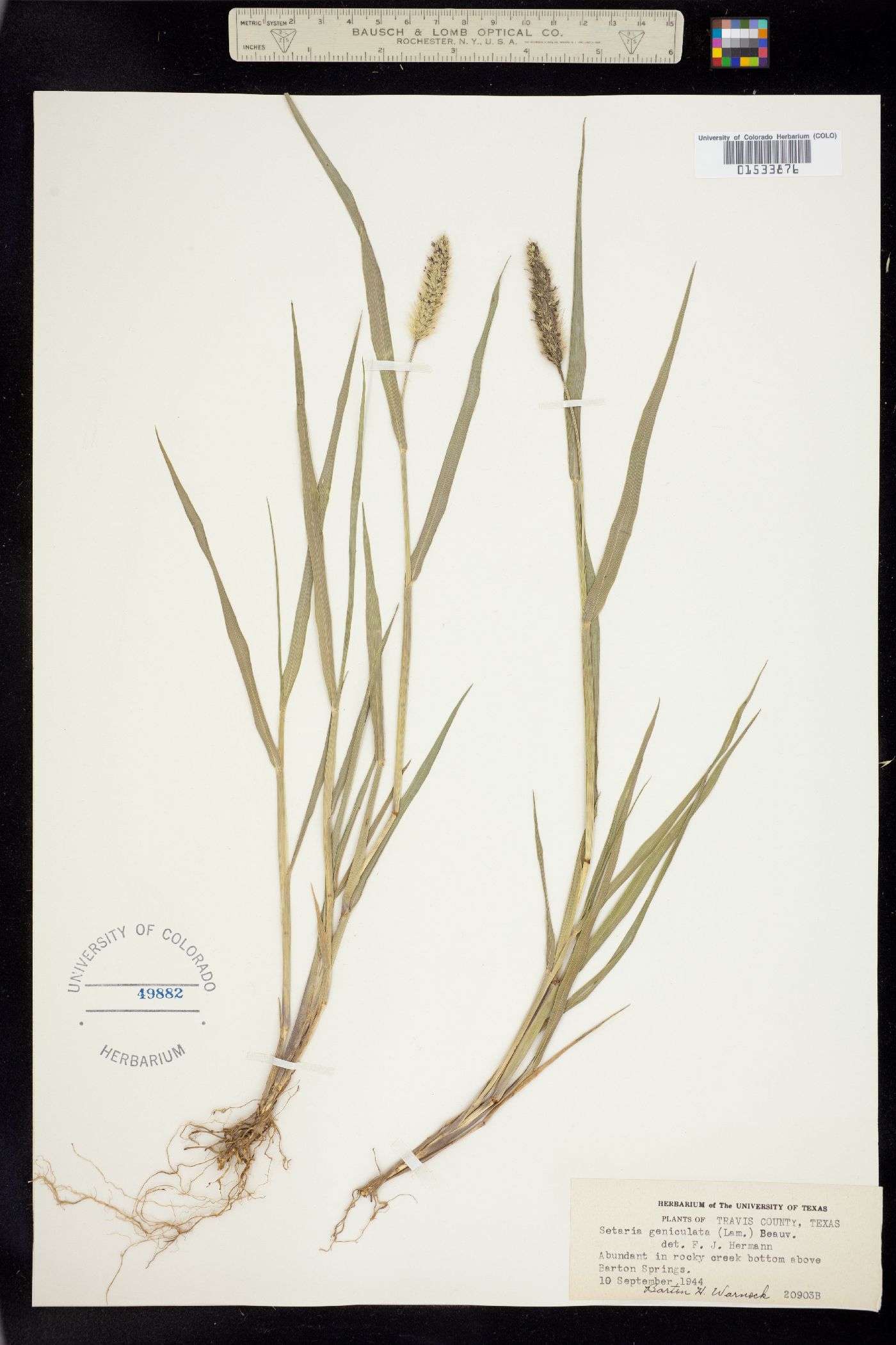 Setaria parviflora image