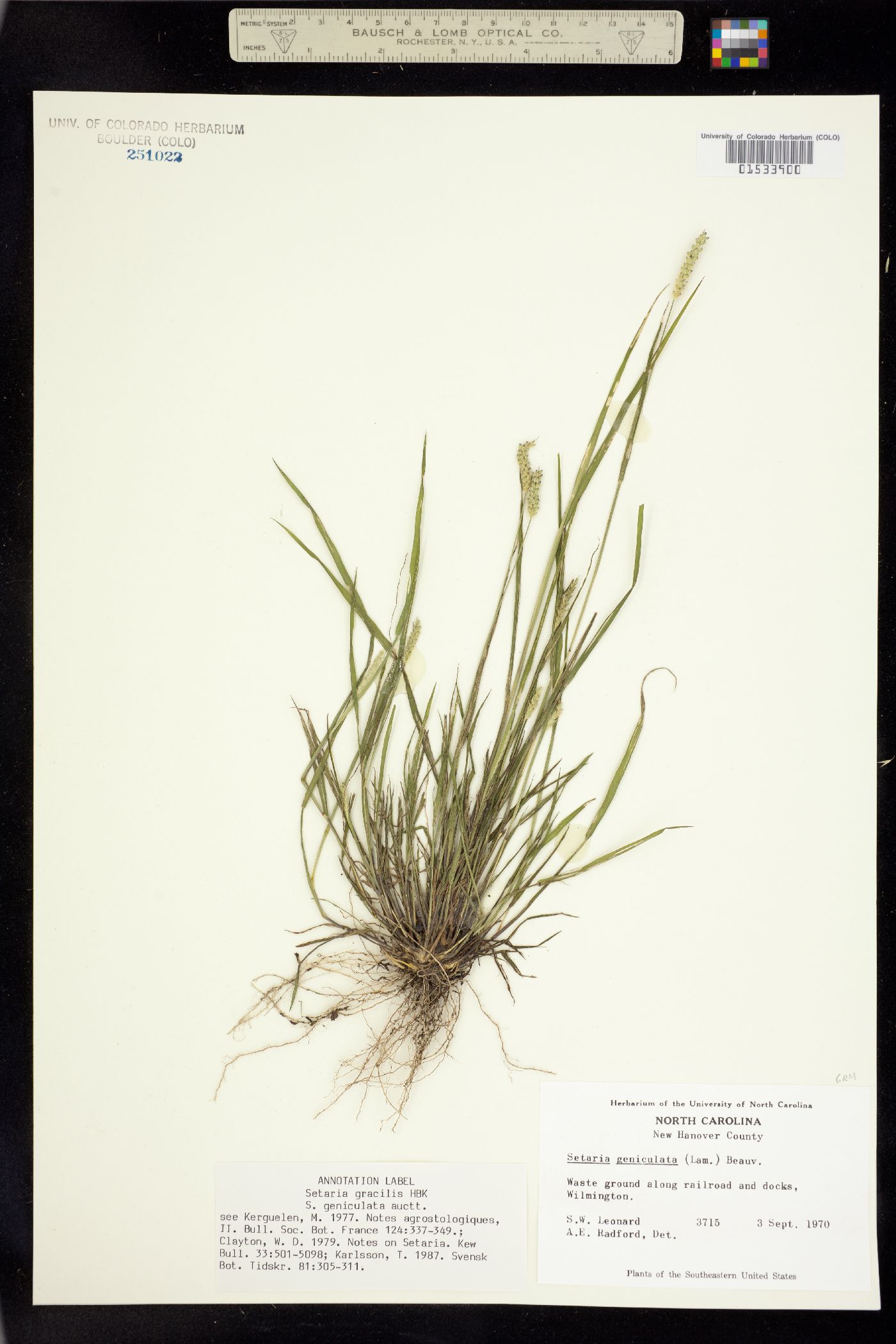 Setaria parviflora image