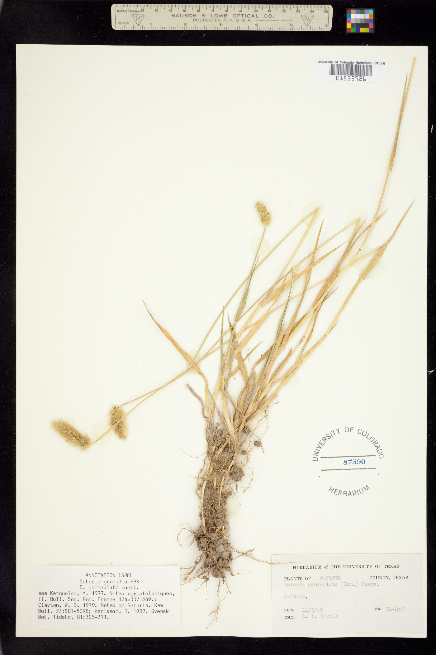 Setaria parviflora image