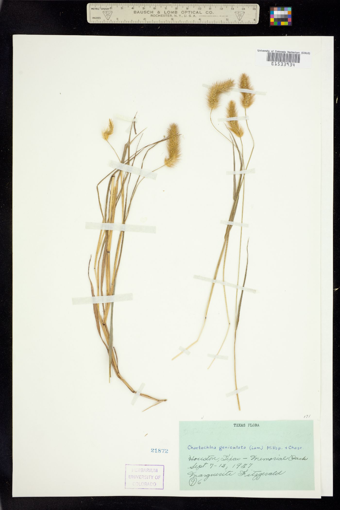 Setaria parviflora image