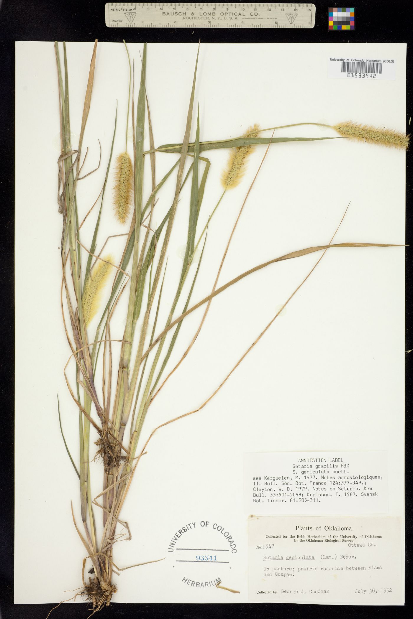 Setaria parviflora image