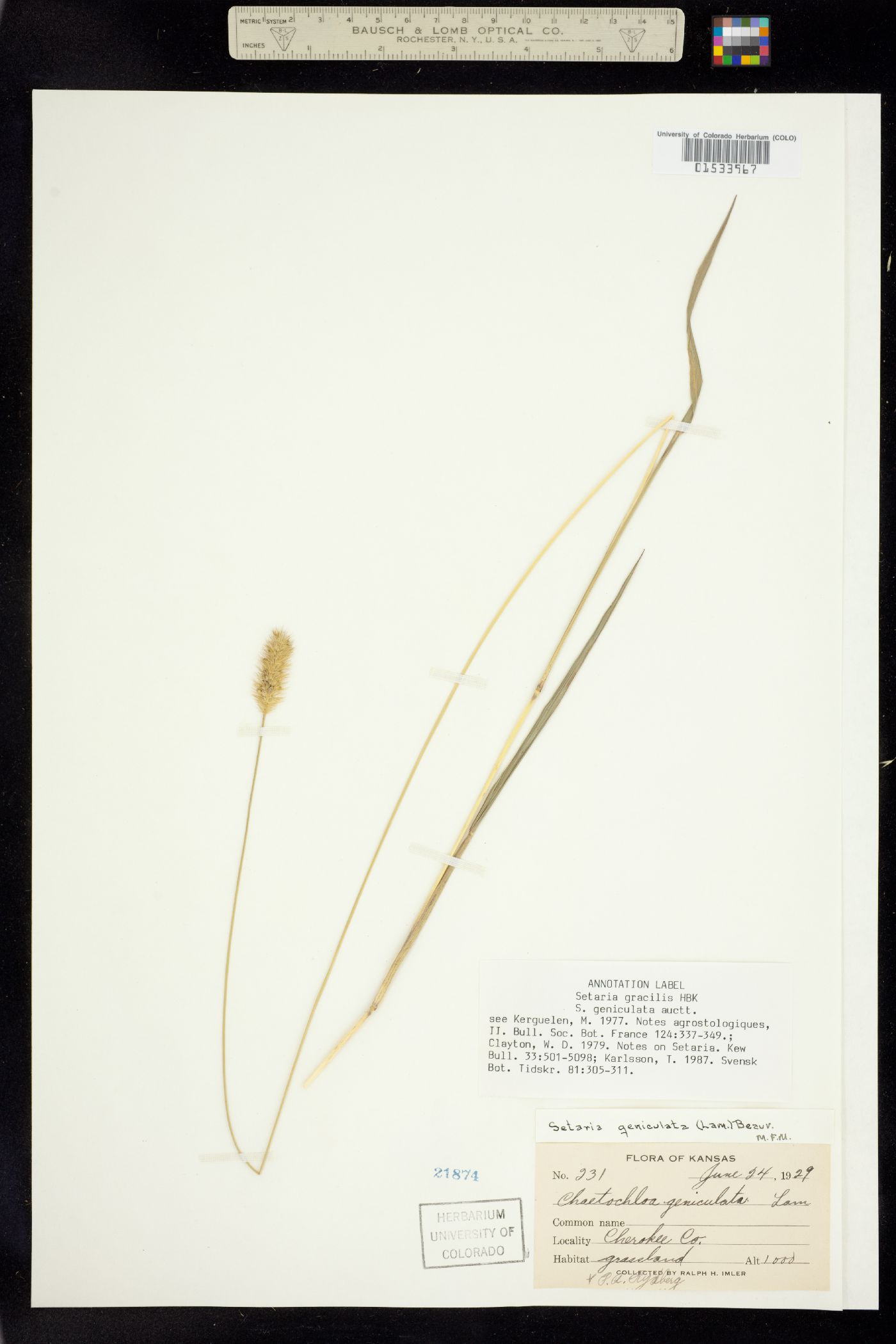 Setaria parviflora image