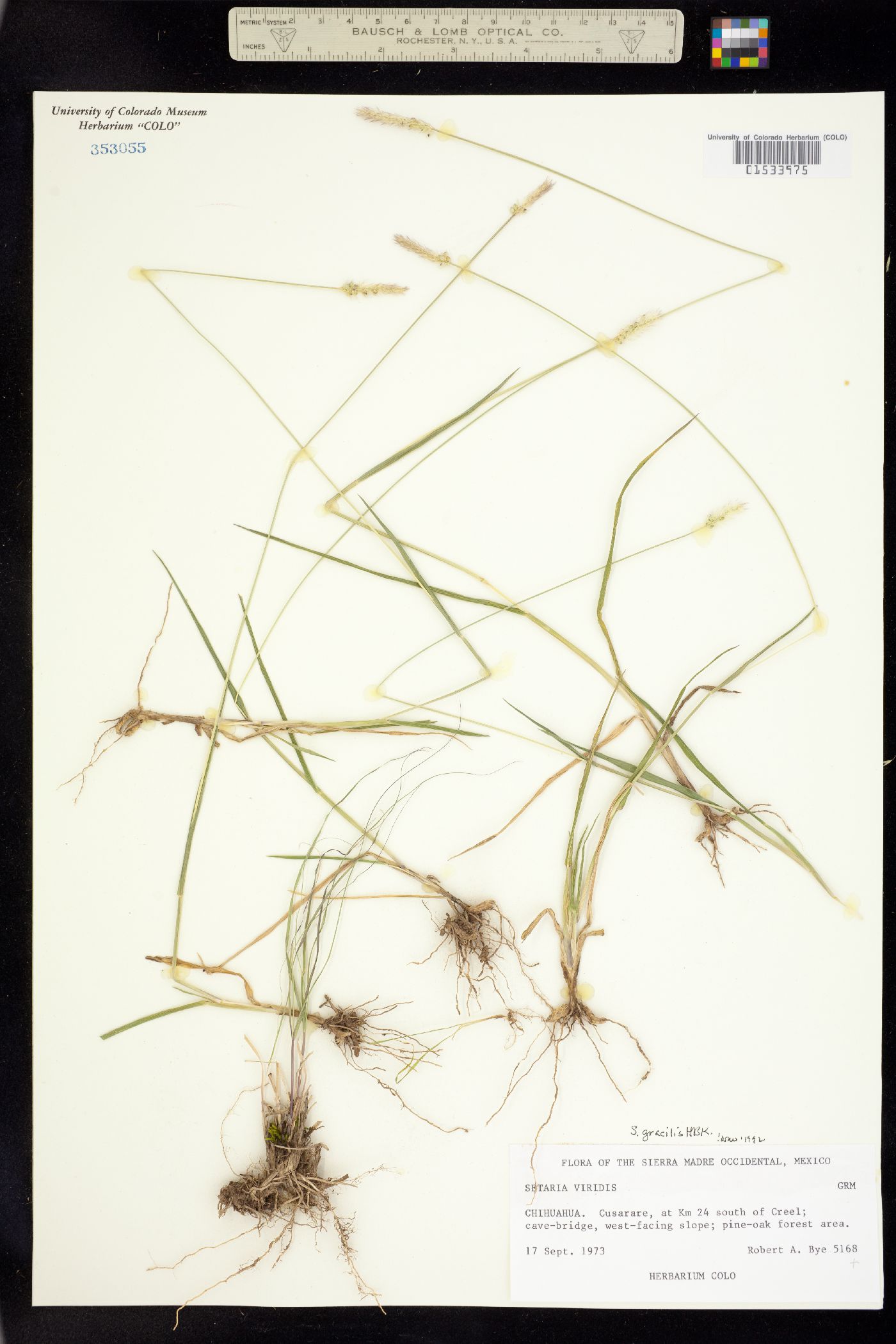 Setaria parviflora image