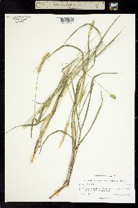 Image of Setaria parviflora