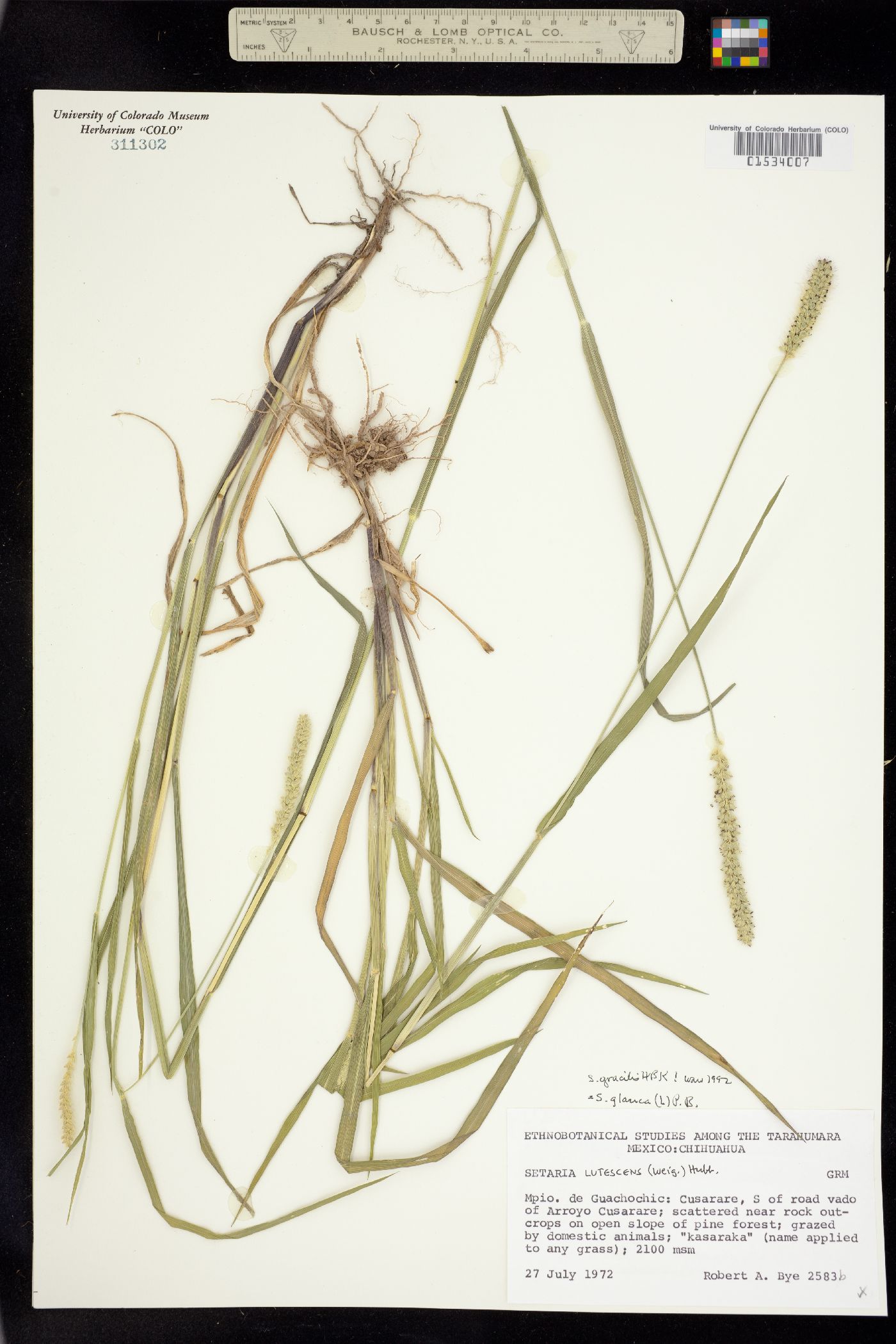 Setaria parviflora image