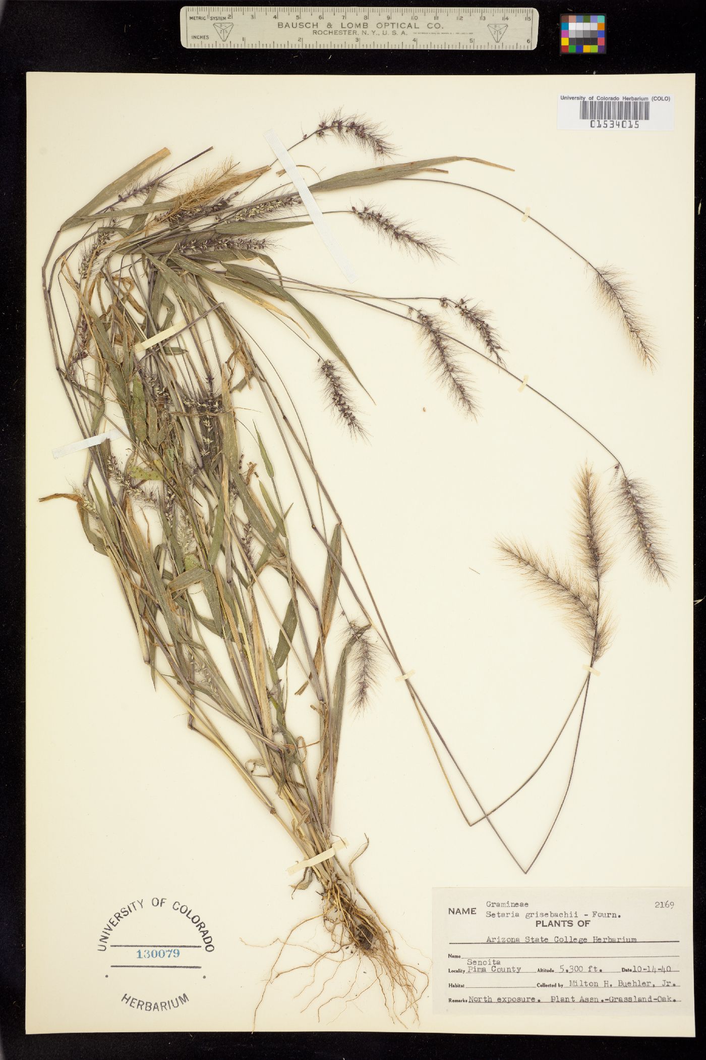 Setaria grisebachii image