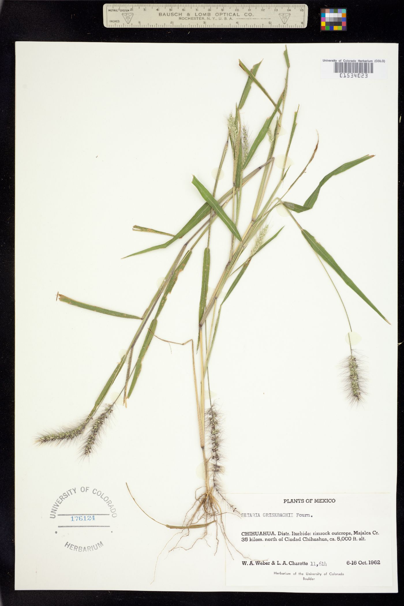 Setaria grisebachii image