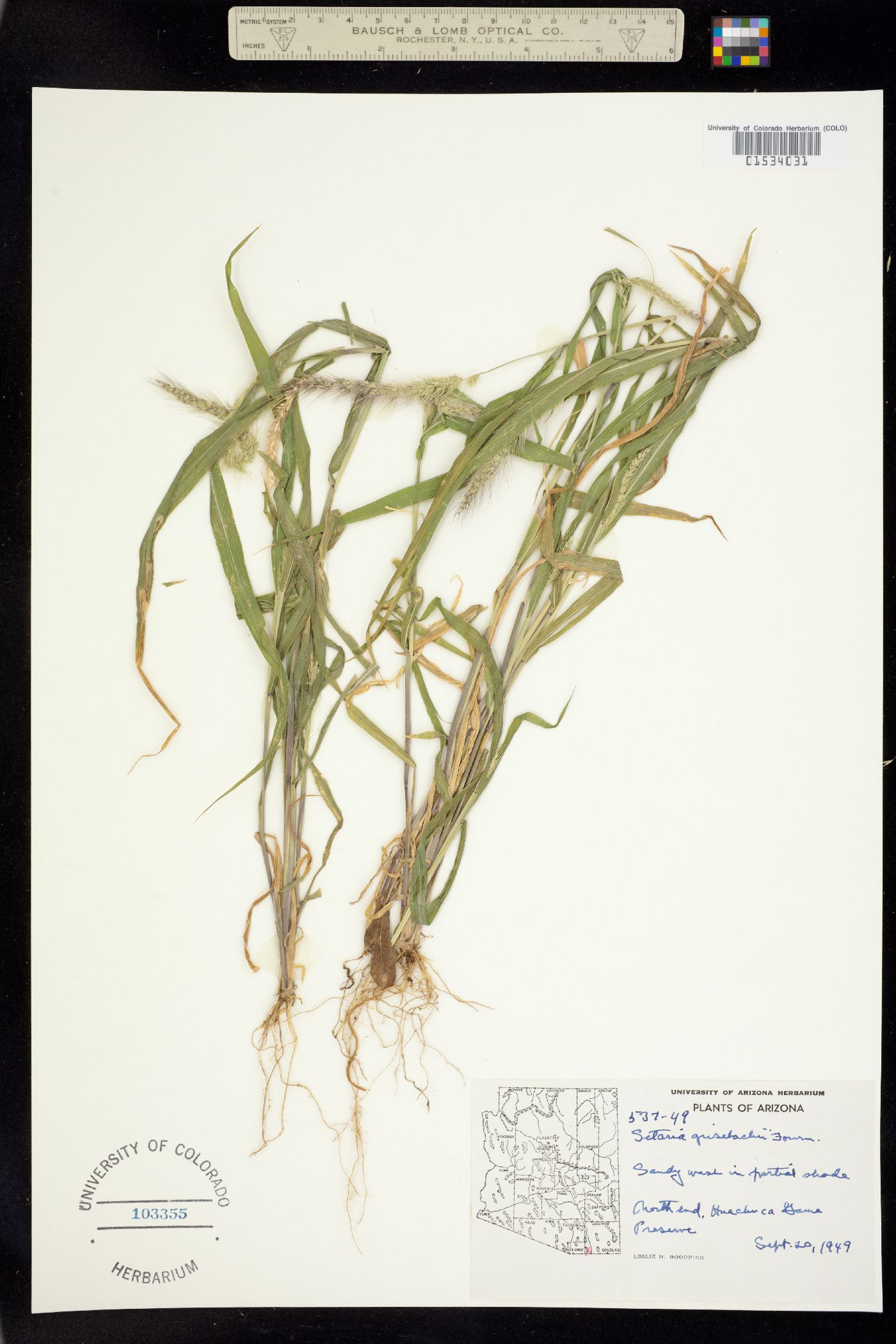 Setaria grisebachii image