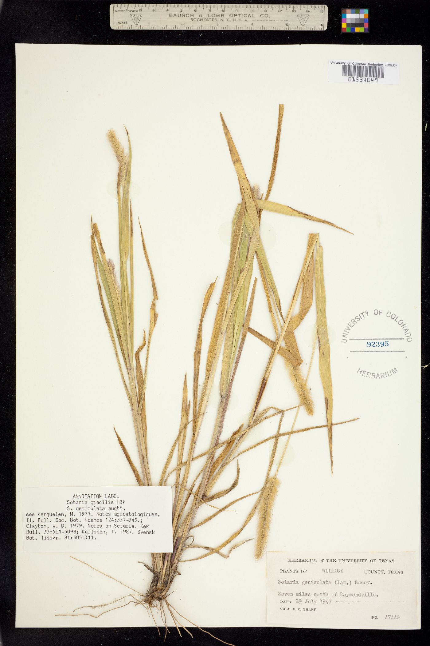 Setaria parviflora image