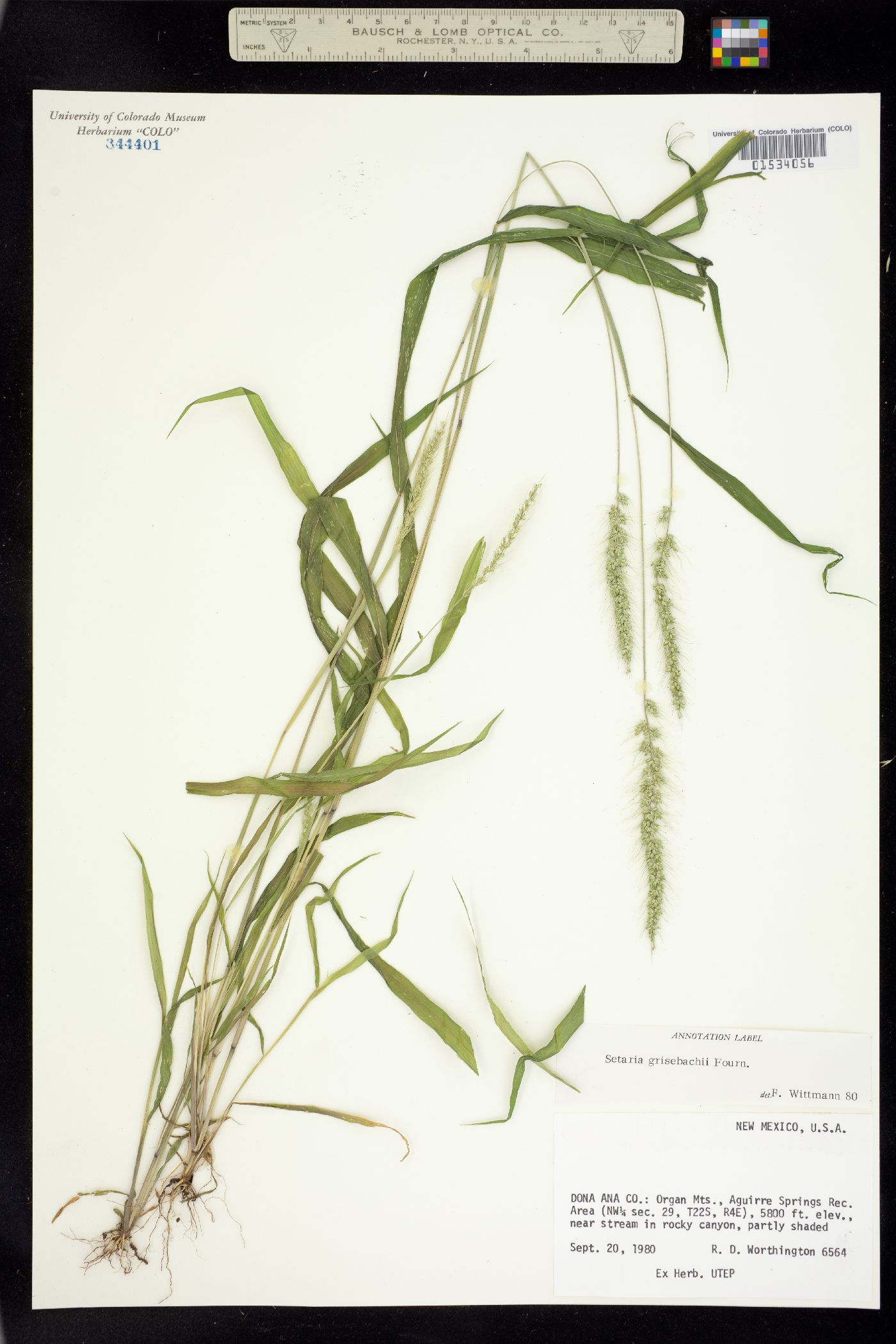 Setaria grisebachii image