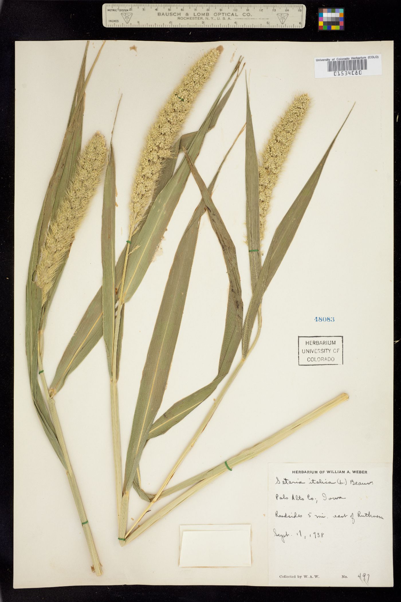 Setaria italica image