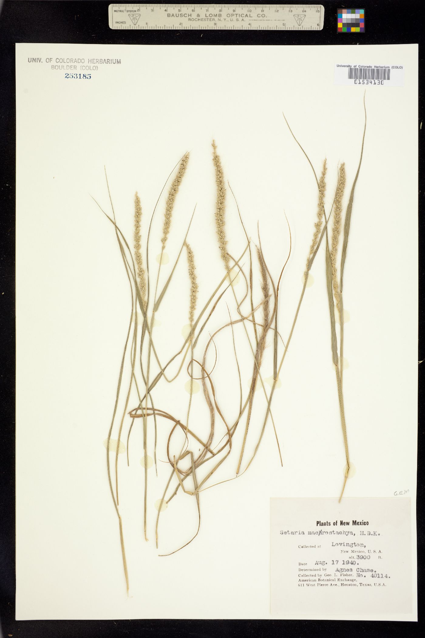 Setaria leucopila image